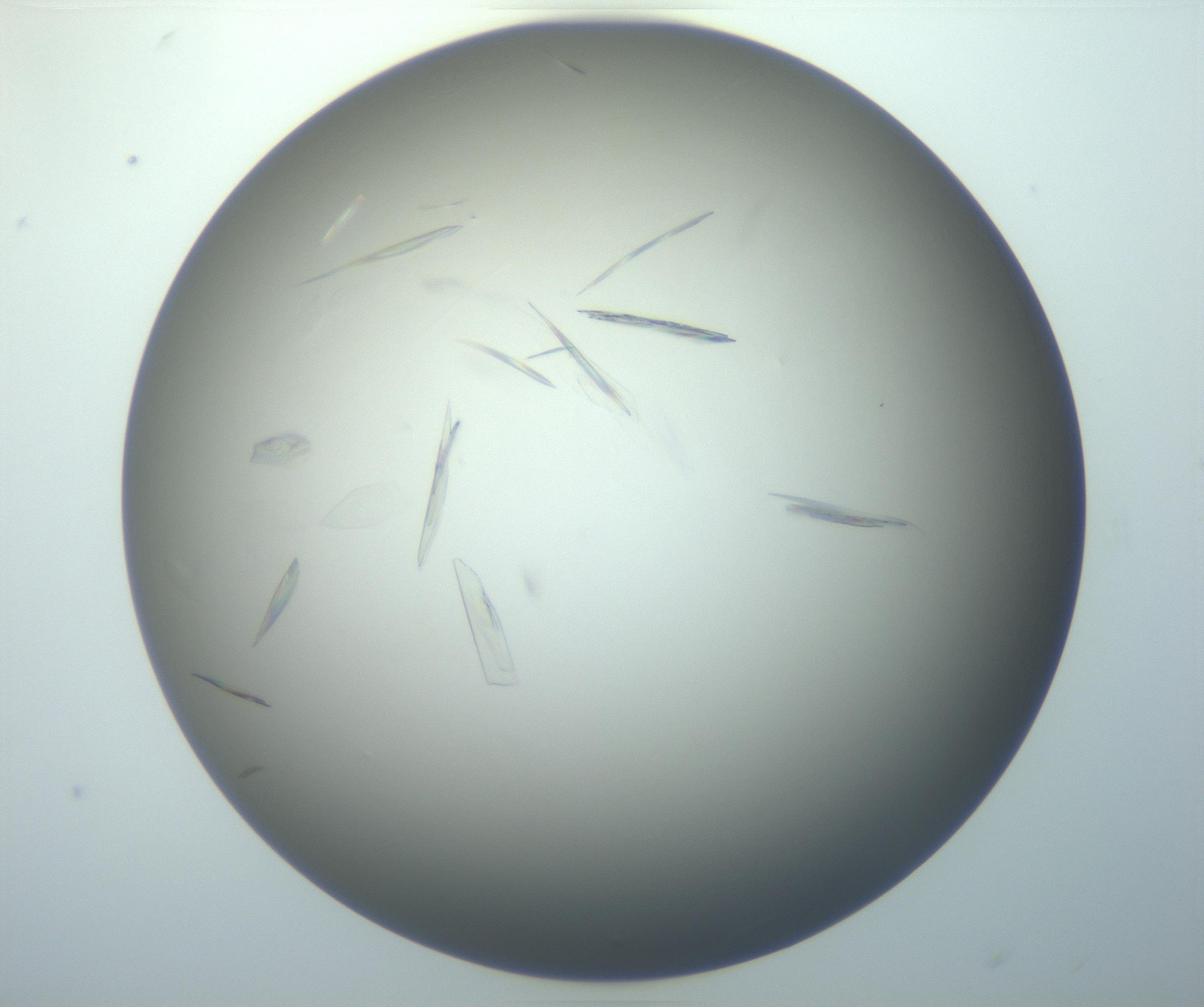 RI01_03_000_0212_Proj1_Clon1_MC_0000MC102886_007_161107_06_05_01_00_99_002_001_RAI.jpg