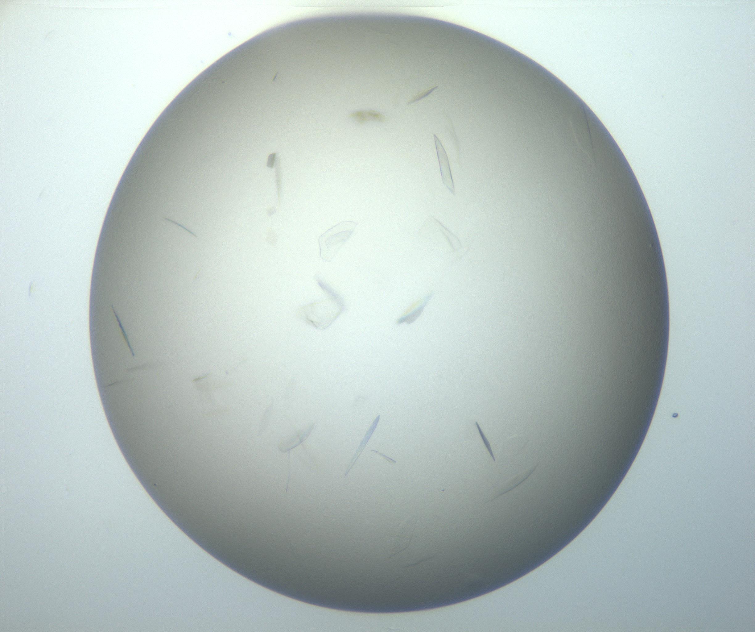 RI01_03_000_0212_Proj1_Clon1_MC_0000MC102886_007_161107_06_05_02_00_99_002_001_RAI.jpg