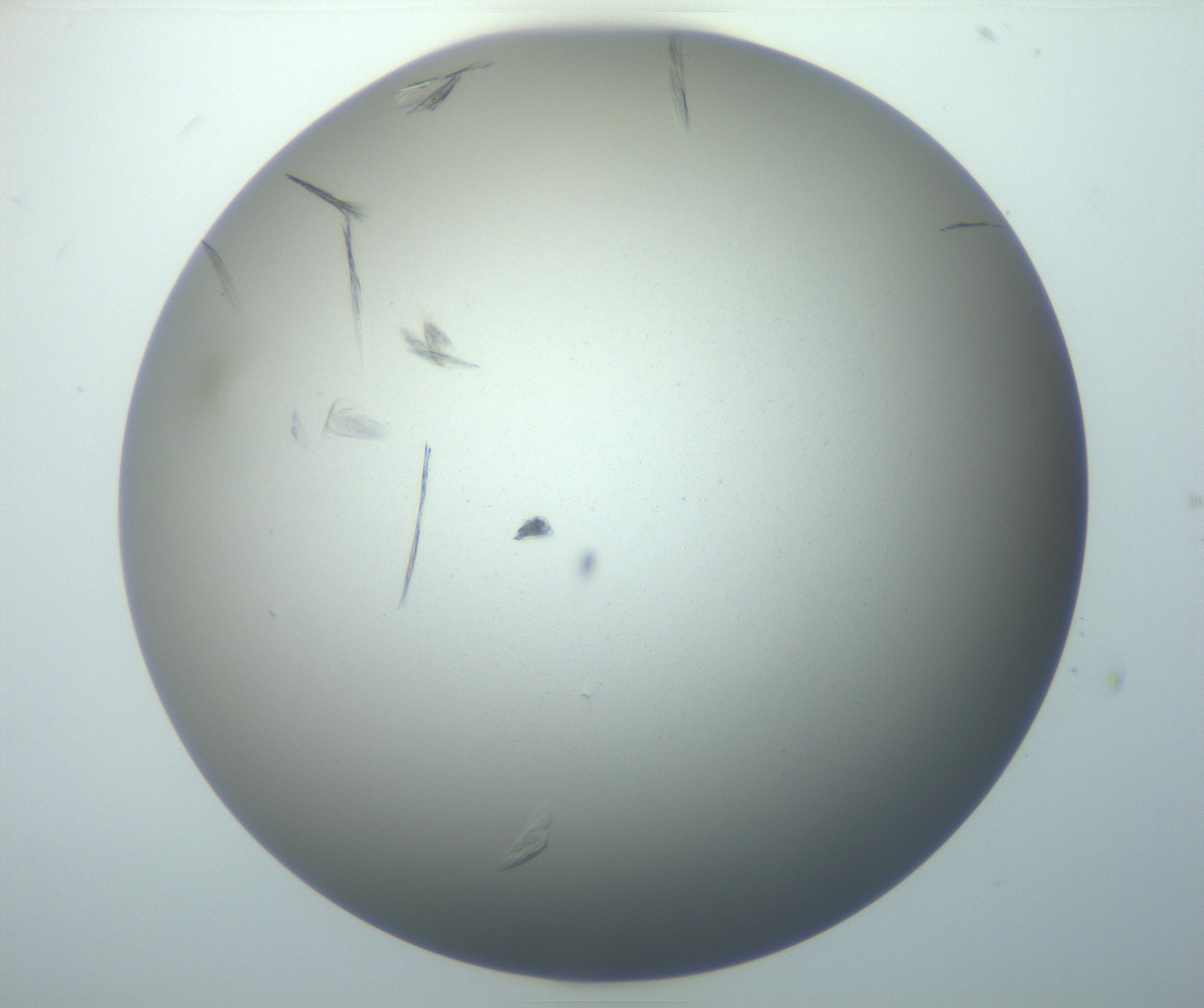 RI01_03_000_0212_Proj1_Clon1_MC_0000MC102886_007_161107_06_06_01_00_99_002_001_RAI.jpg