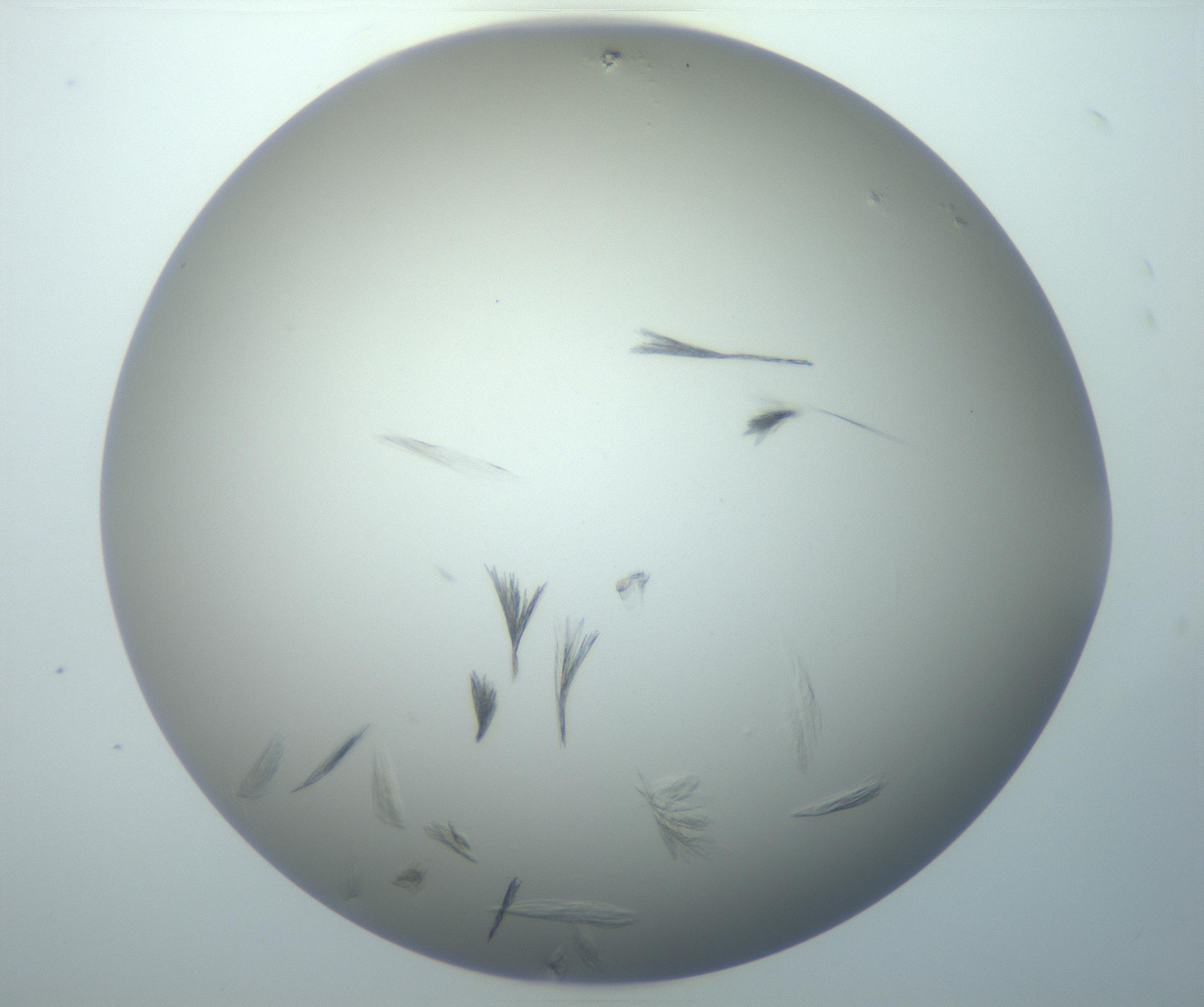 RI01_03_000_0212_Proj1_Clon1_MC_0000MC102886_007_161107_06_06_02_00_99_002_001_RAI.jpg