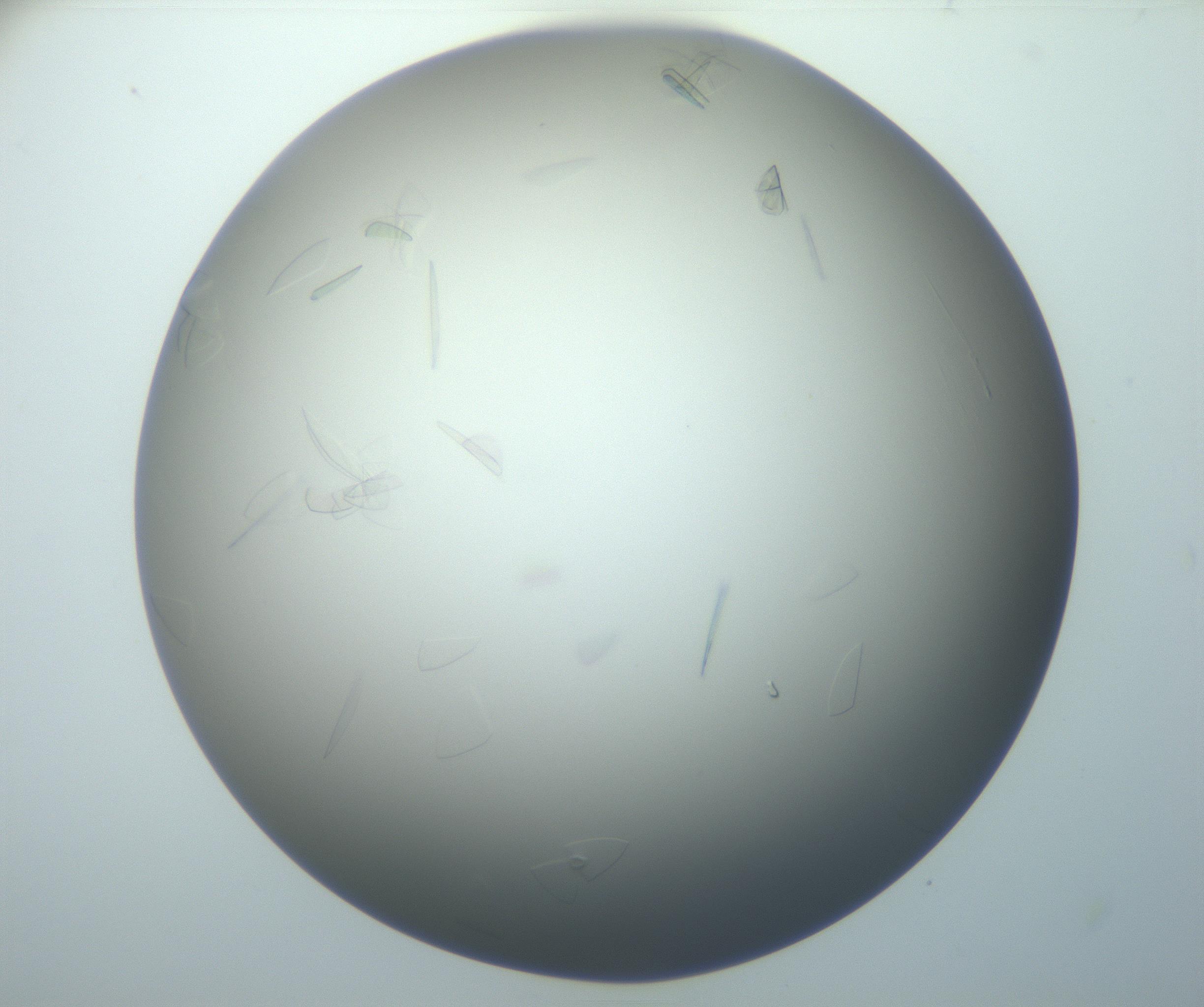 RI01_03_000_0212_Proj1_Clon1_MC_0000MC102886_007_161107_06_07_01_00_99_002_001_RAI.jpg