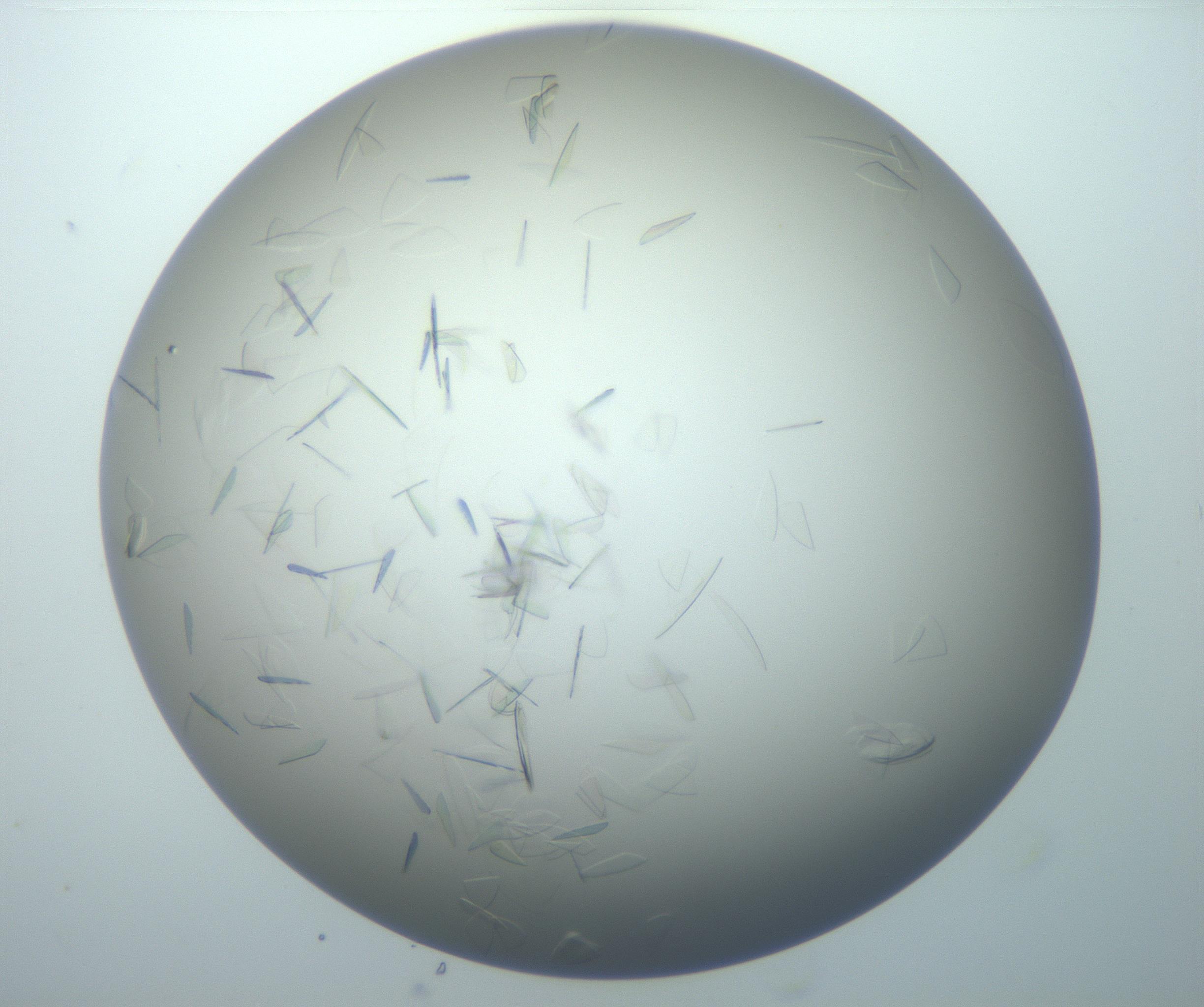 RI01_03_000_0212_Proj1_Clon1_MC_0000MC102886_007_161107_06_07_02_00_99_002_001_RAI.jpg