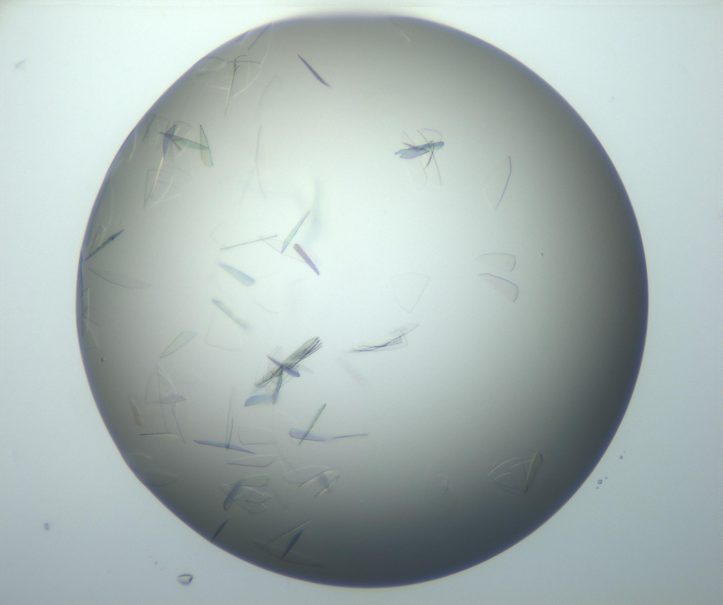 RI01_03_000_0212_Proj1_Clon1_MC_0000MC102886_007_161107_06_08_01_00_99_002_001_RAI.jpg