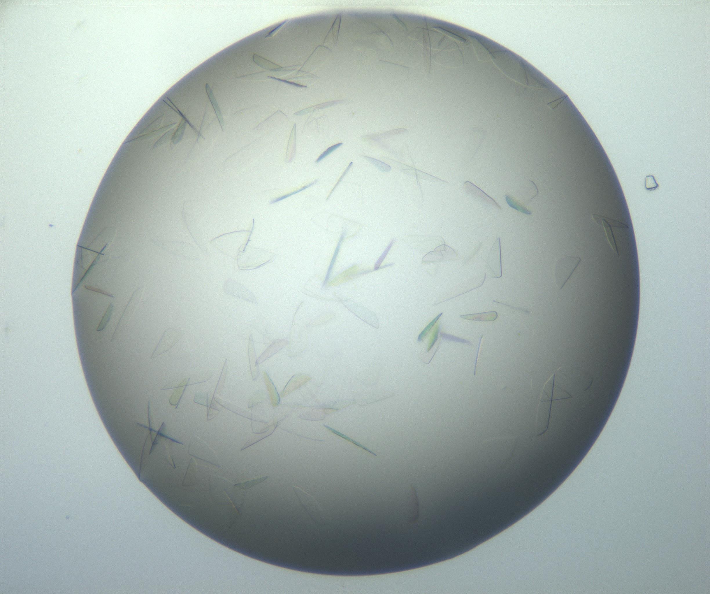 RI01_03_000_0212_Proj1_Clon1_MC_0000MC102886_007_161107_06_08_02_00_99_002_001_RAI.jpg
