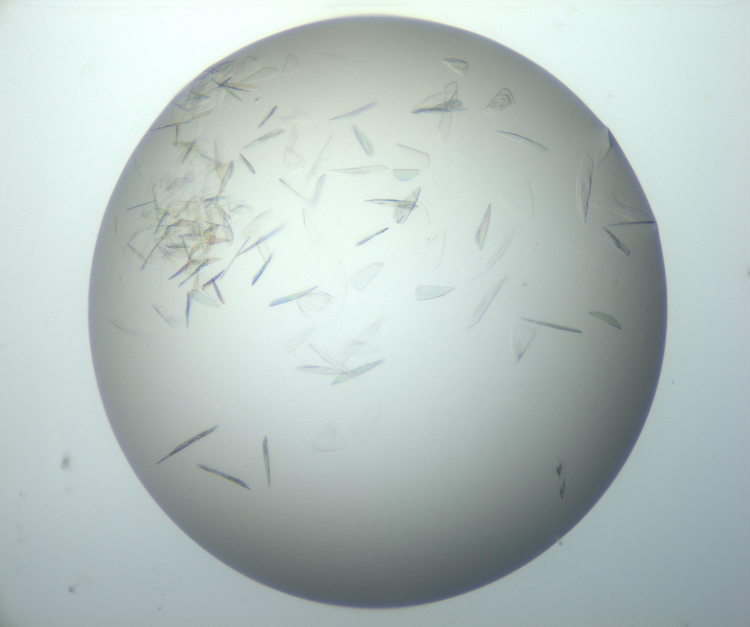 RI01_03_000_0212_Proj1_Clon1_MC_0000MC102886_007_161107_07_01_02_00_99_002_001_RAI.jpg