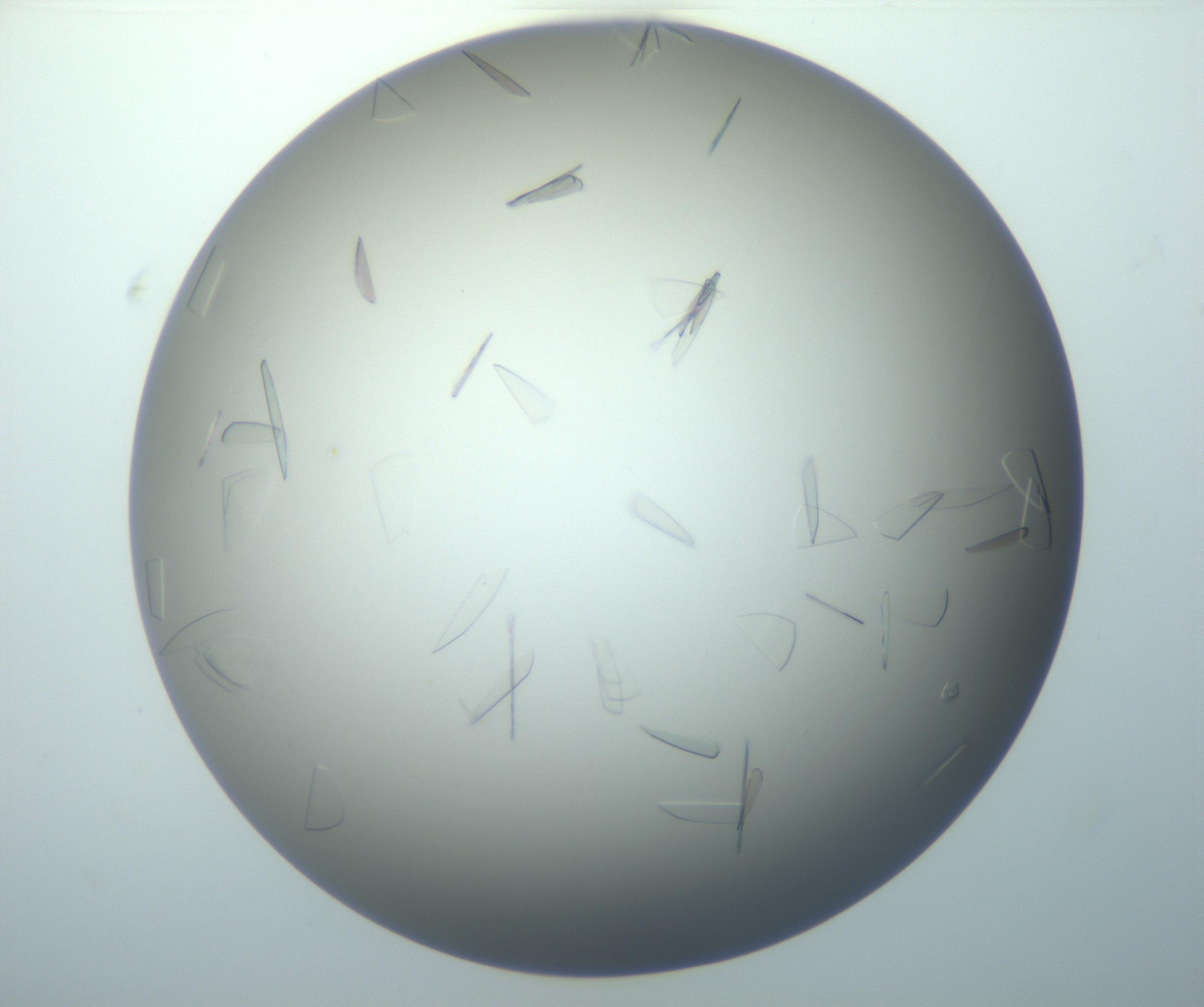 RI01_03_000_0212_Proj1_Clon1_MC_0000MC102886_007_161107_07_02_01_00_99_002_001_RAI.jpg