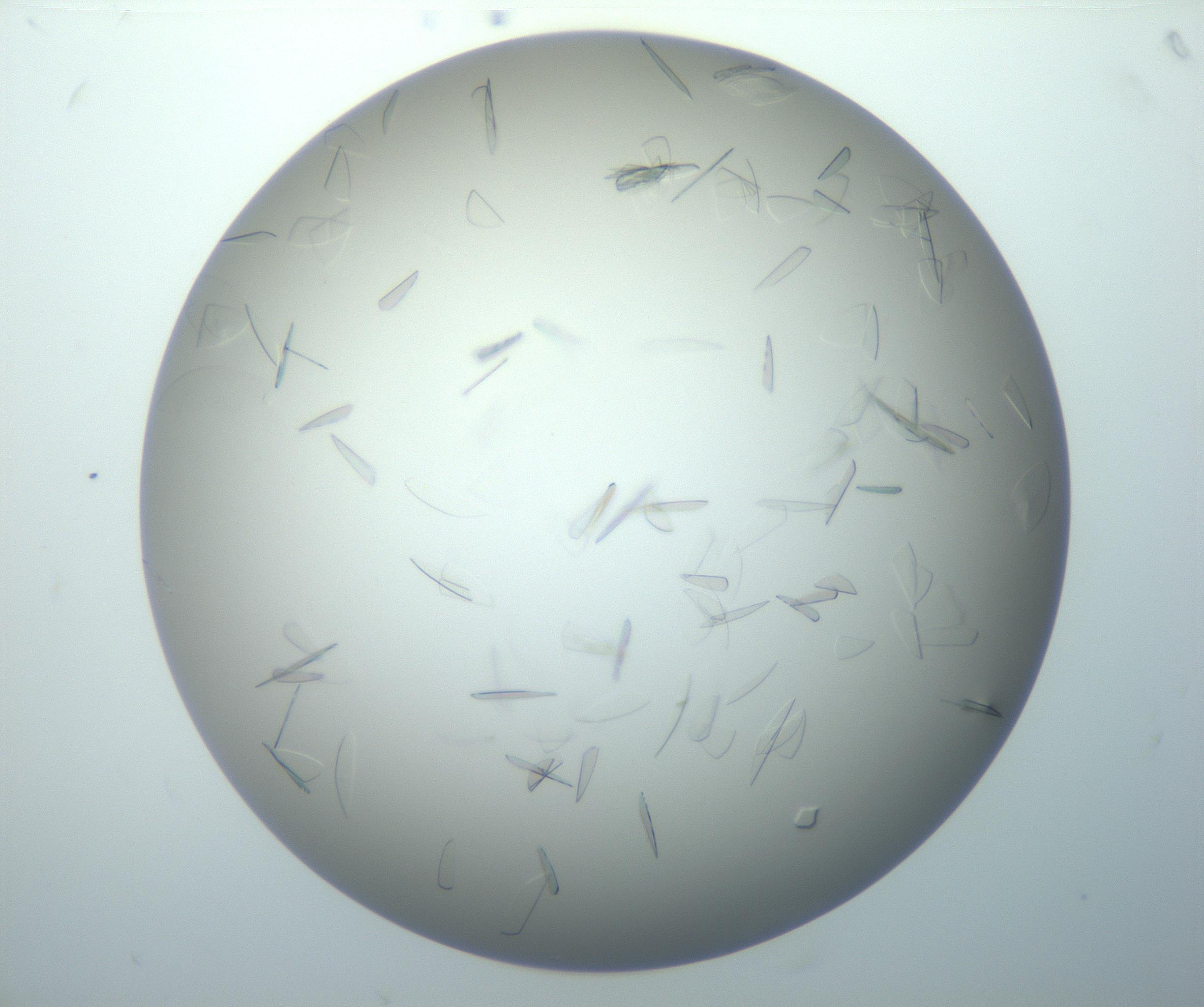 RI01_03_000_0212_Proj1_Clon1_MC_0000MC102886_007_161107_07_02_02_00_99_002_001_RAI.jpg