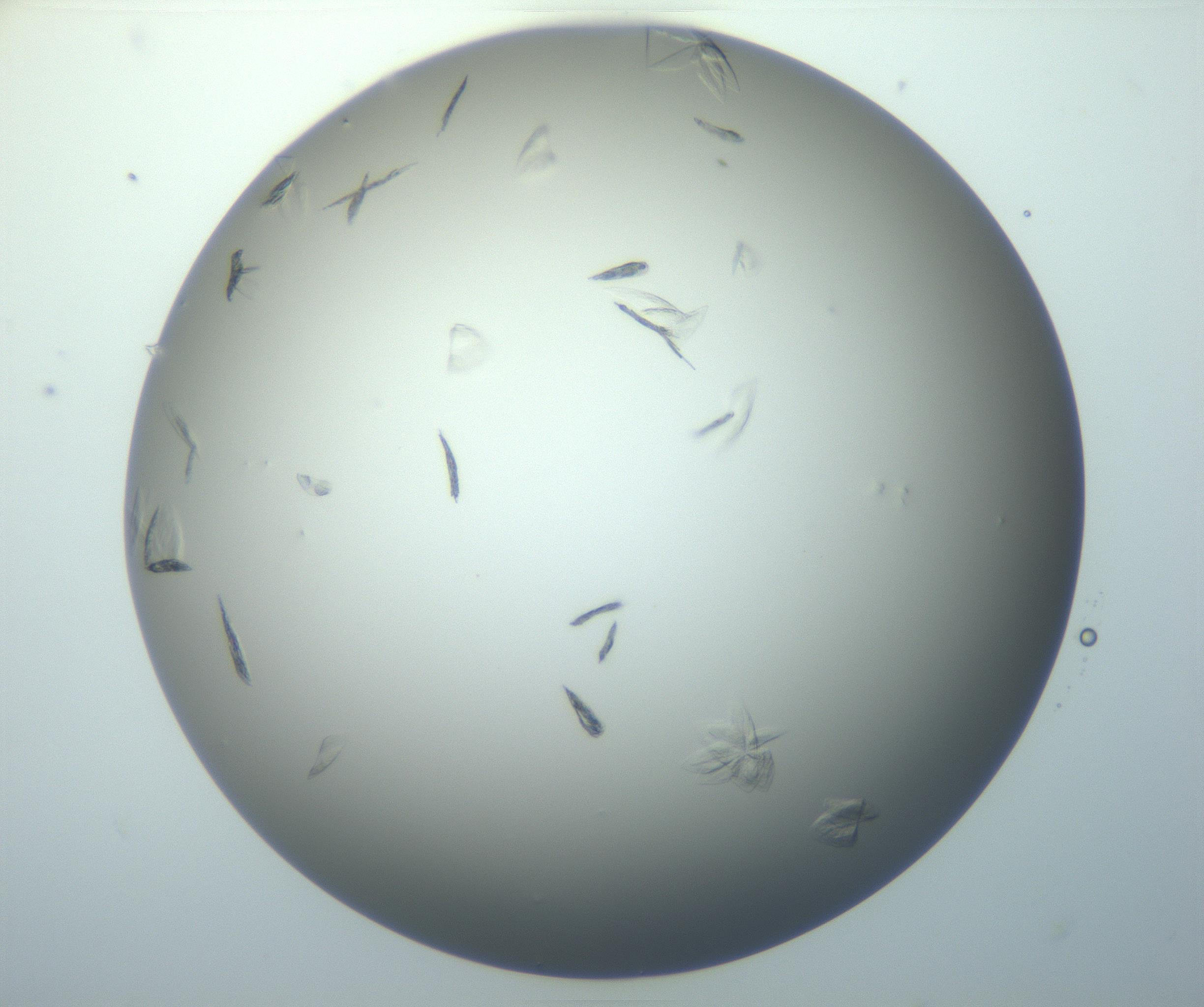 RI01_03_000_0212_Proj1_Clon1_MC_0000MC102886_007_161107_07_03_01_00_99_002_001_RAI.jpg