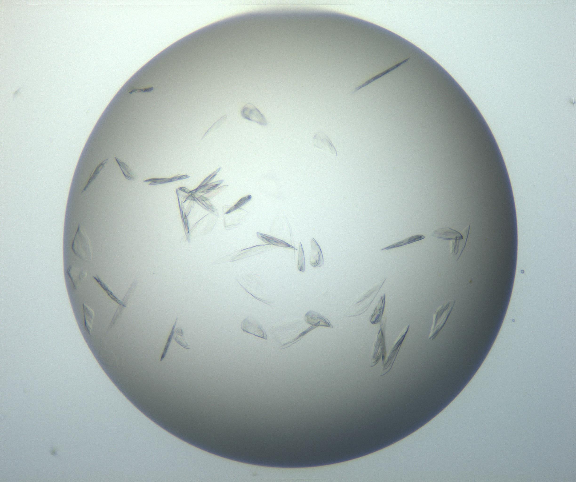 RI01_03_000_0212_Proj1_Clon1_MC_0000MC102886_007_161107_07_04_01_00_99_002_001_RAI.jpg