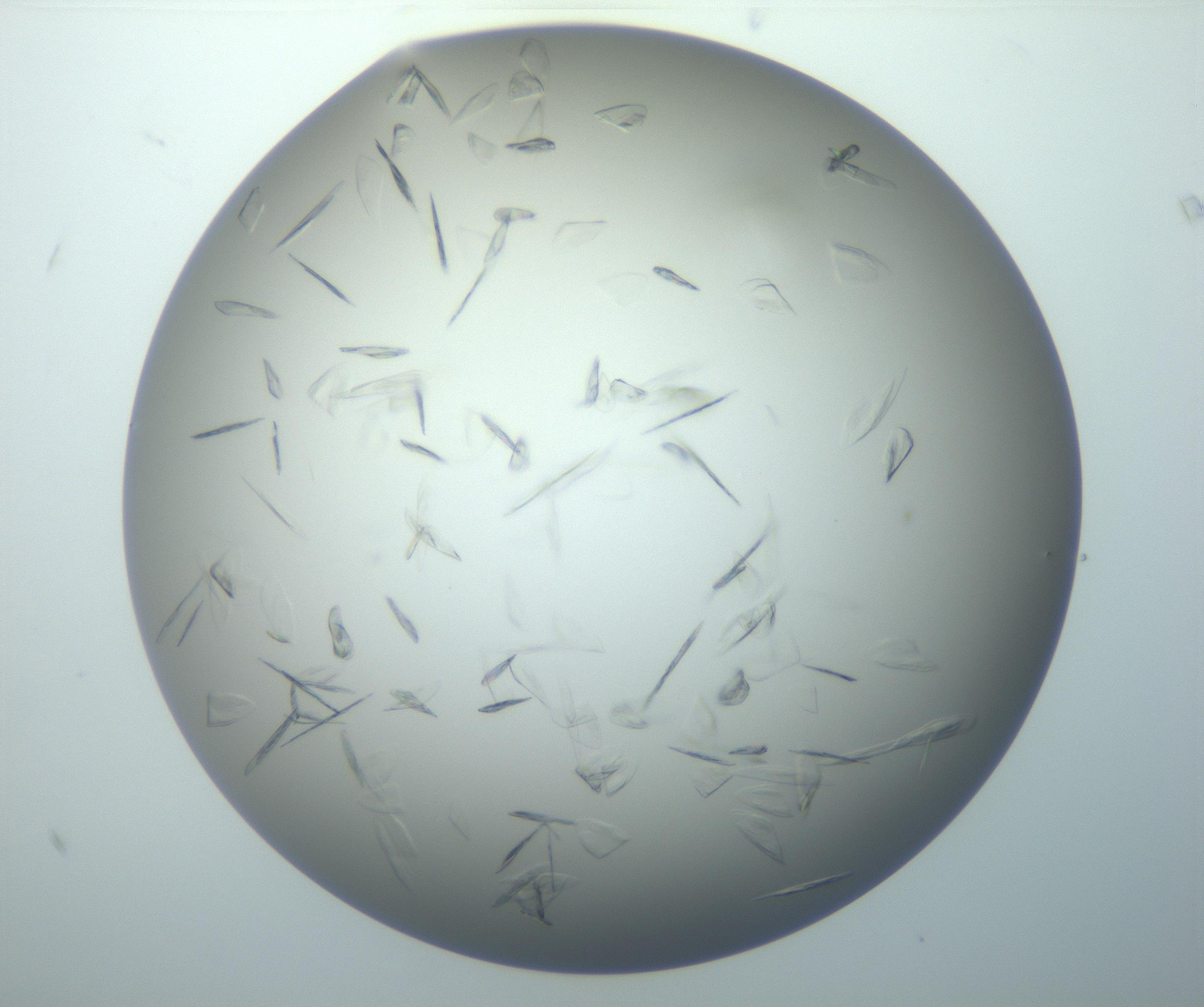 RI01_03_000_0212_Proj1_Clon1_MC_0000MC102886_007_161107_07_04_02_00_99_002_001_RAI.jpg