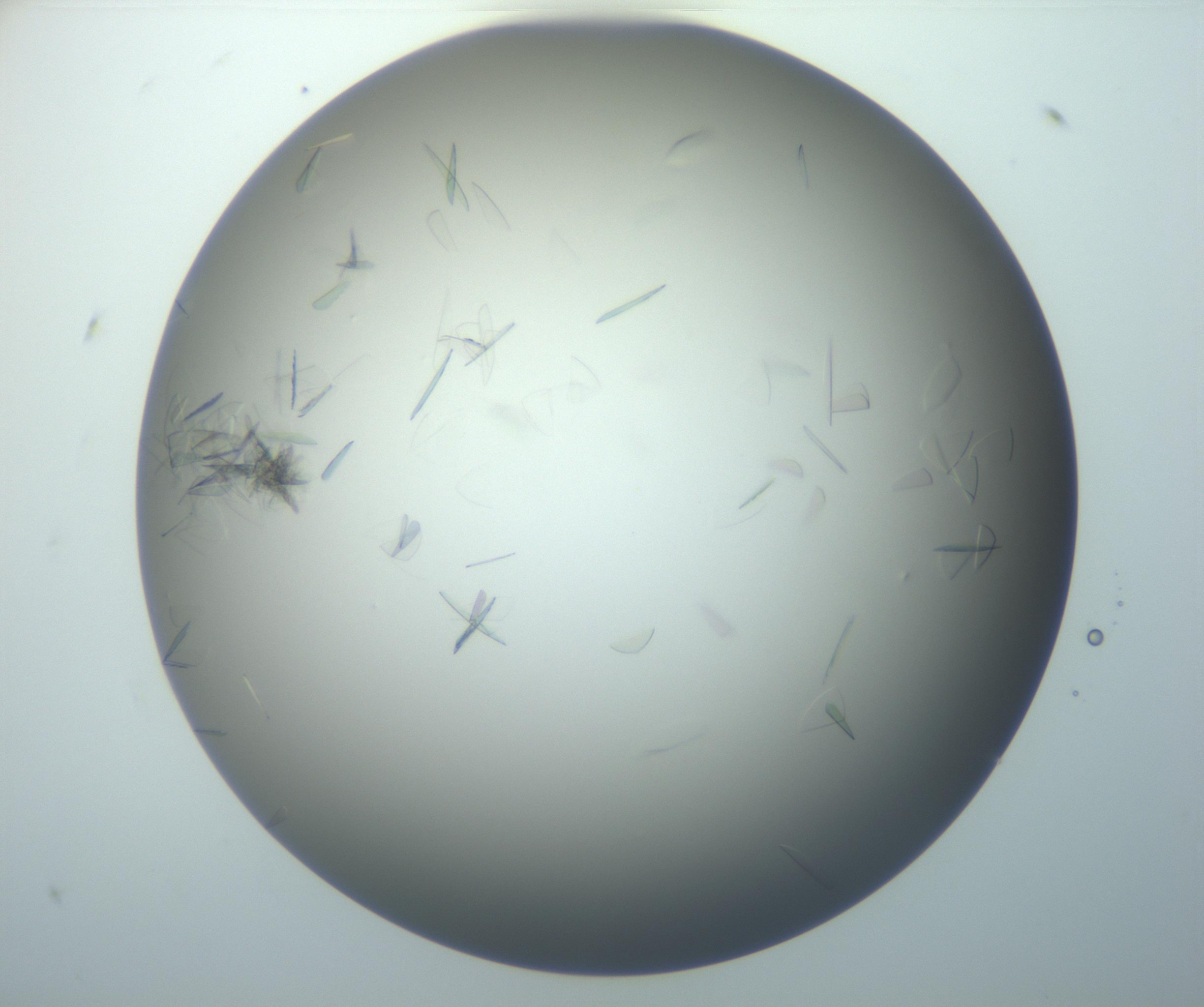 RI01_03_000_0212_Proj1_Clon1_MC_0000MC102886_007_161107_07_05_01_00_99_002_001_RAI.jpg