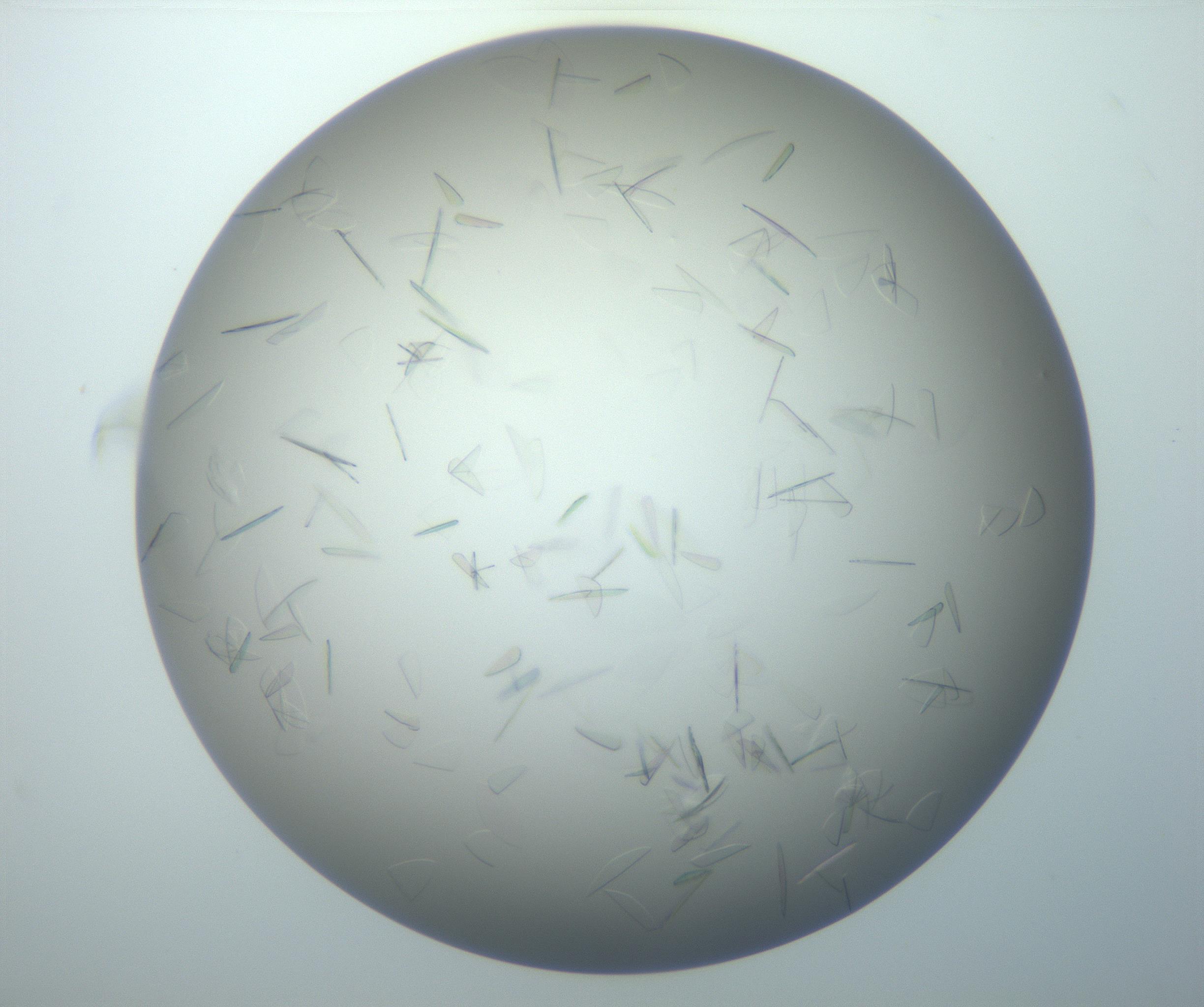 RI01_03_000_0212_Proj1_Clon1_MC_0000MC102886_007_161107_07_05_02_00_99_002_001_RAI.jpg