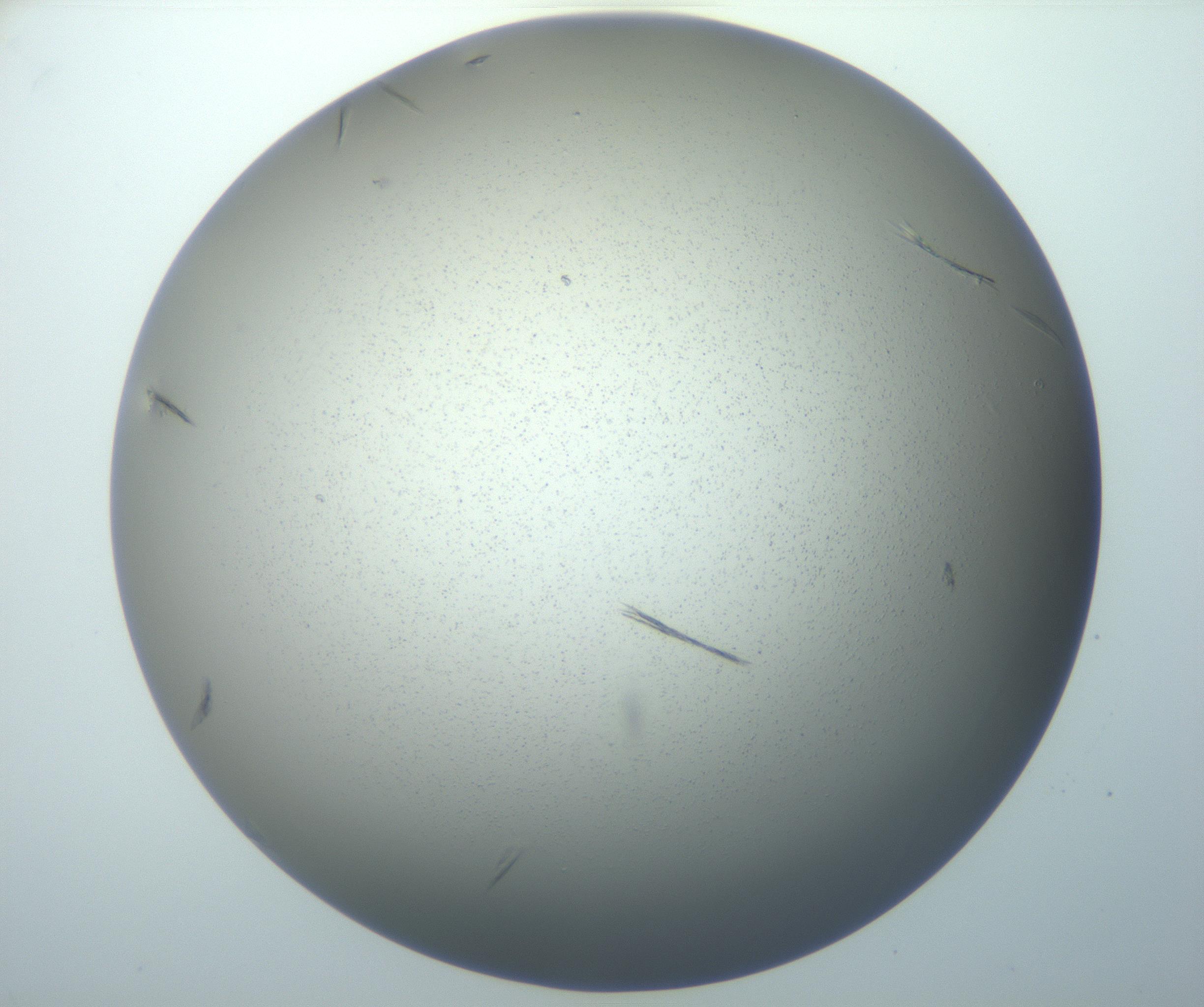 RI01_03_000_0212_Proj1_Clon1_MC_0000MC102886_007_161107_07_06_01_00_99_002_001_RAI.jpg