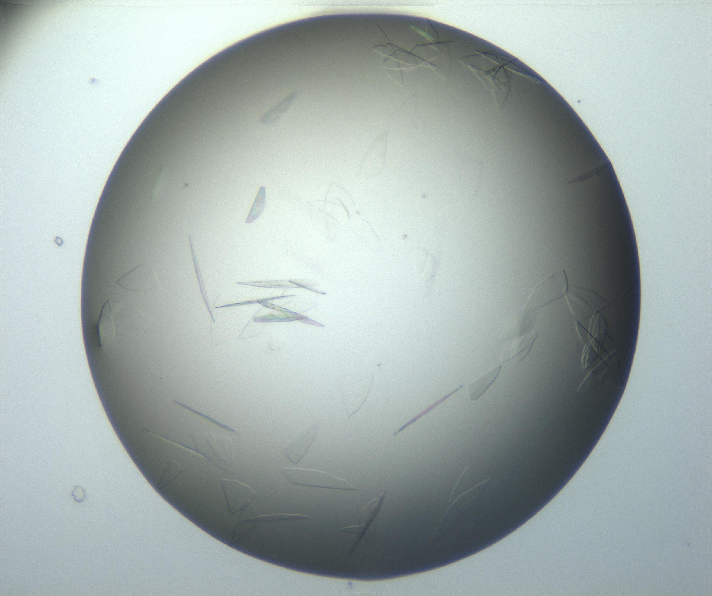 RI01_03_000_0212_Proj1_Clon1_MC_0000MC102886_007_161107_07_07_01_00_99_002_001_RAI.jpg