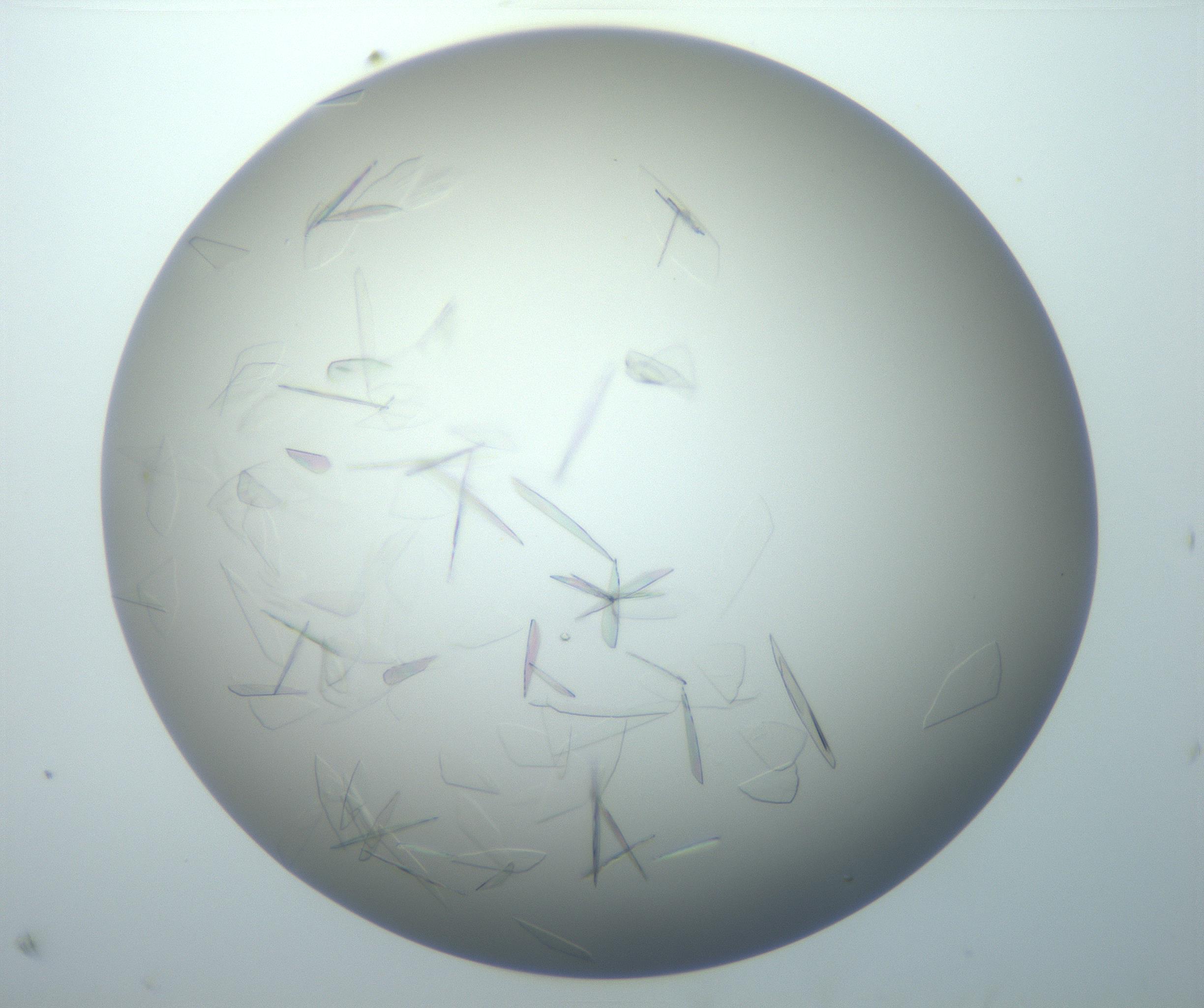 RI01_03_000_0212_Proj1_Clon1_MC_0000MC102886_007_161107_07_07_02_00_99_002_001_RAI.jpg