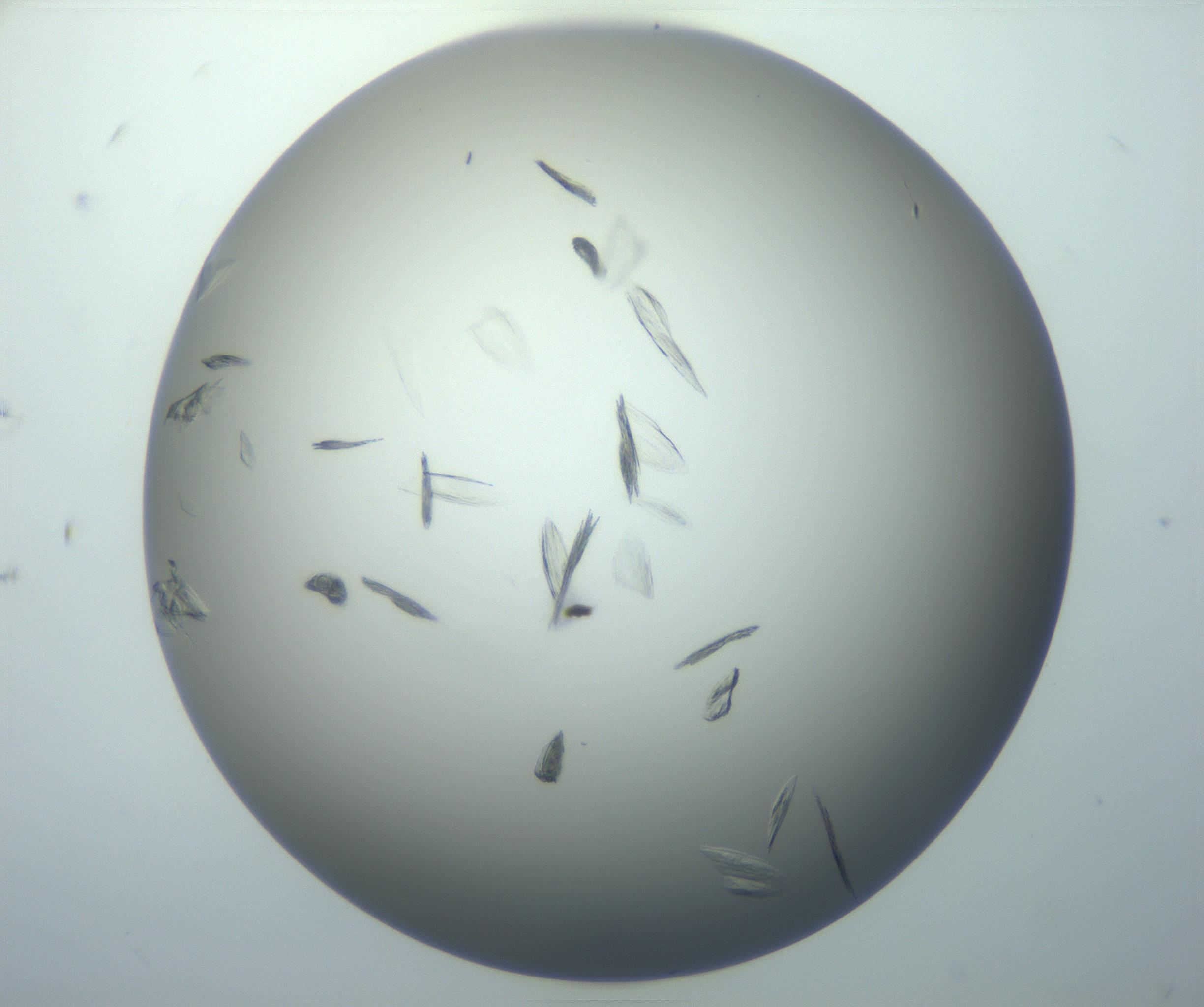 RI01_03_000_0212_Proj1_Clon1_MC_0000MC102886_007_161107_07_08_01_00_99_002_001_RAI.jpg