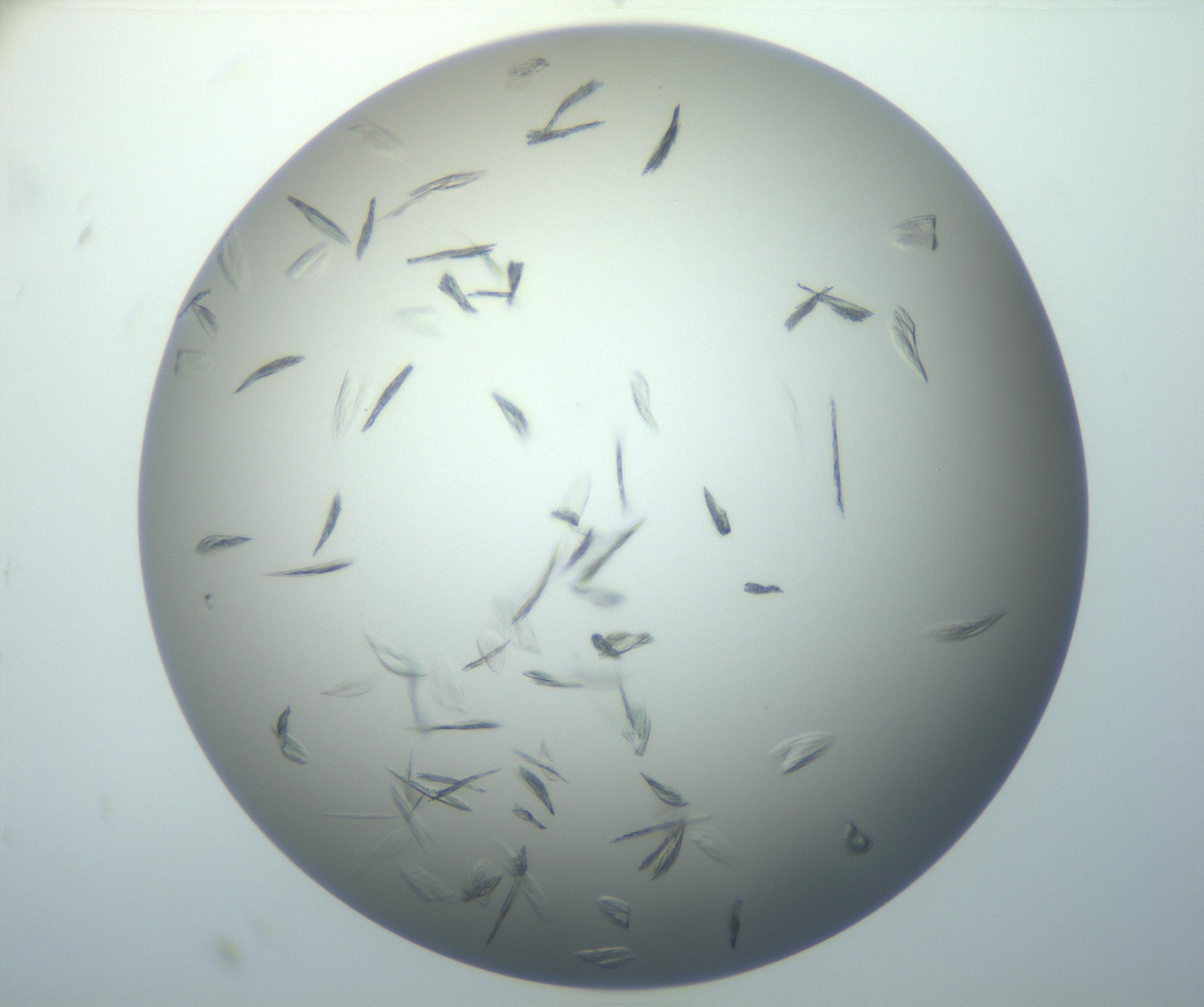RI01_03_000_0212_Proj1_Clon1_MC_0000MC102886_007_161107_07_08_02_00_99_002_001_RAI.jpg