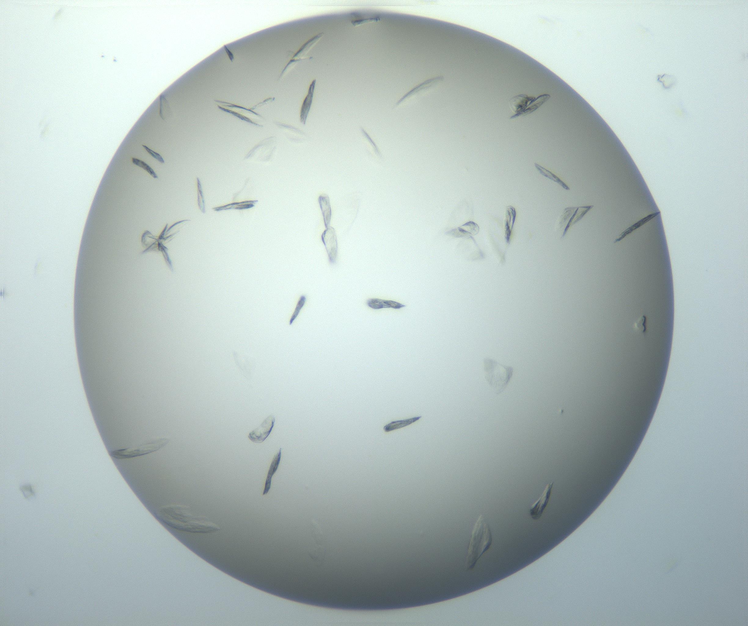 RI01_03_000_0212_Proj1_Clon1_MC_0000MC102886_007_161107_08_01_01_00_99_002_001_RAI.jpg