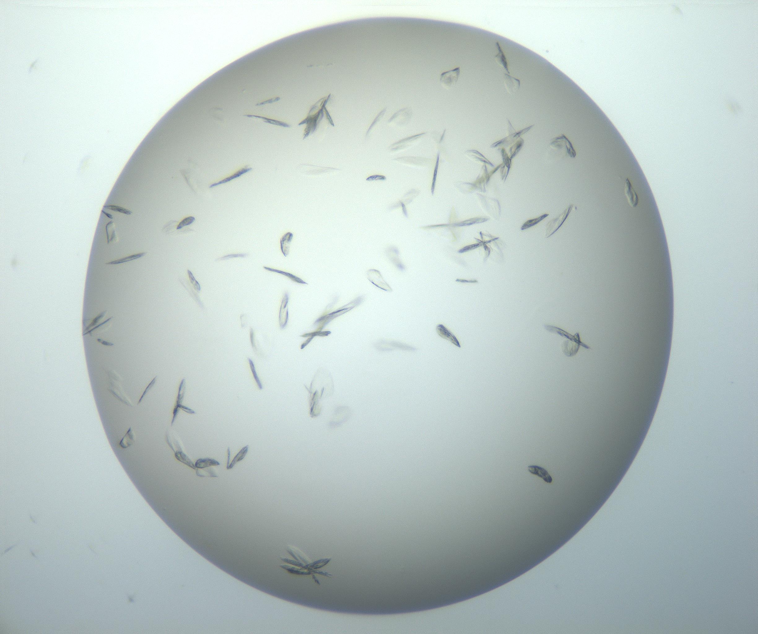 RI01_03_000_0212_Proj1_Clon1_MC_0000MC102886_007_161107_08_01_02_00_99_002_001_RAI.jpg