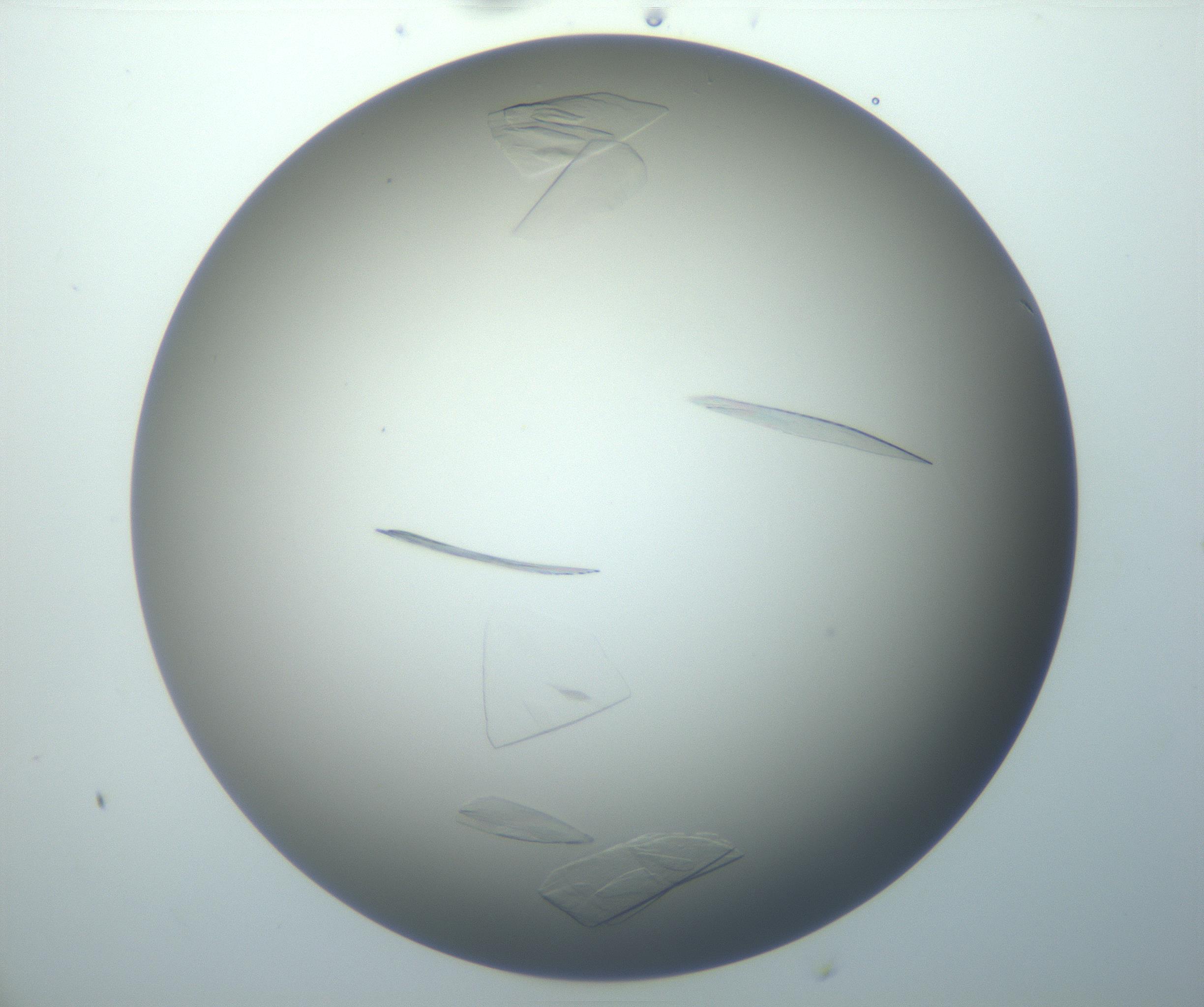 RI01_03_000_0212_Proj1_Clon1_MC_0000MC102886_007_161107_08_02_02_00_99_002_001_RAI.jpg
