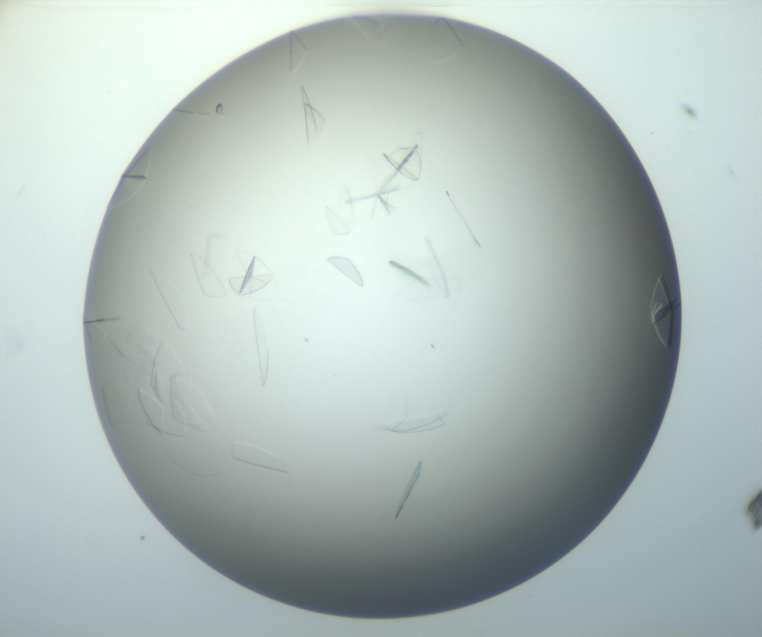 RI01_03_000_0212_Proj1_Clon1_MC_0000MC102886_007_161107_08_03_01_00_99_002_001_RAI.jpg