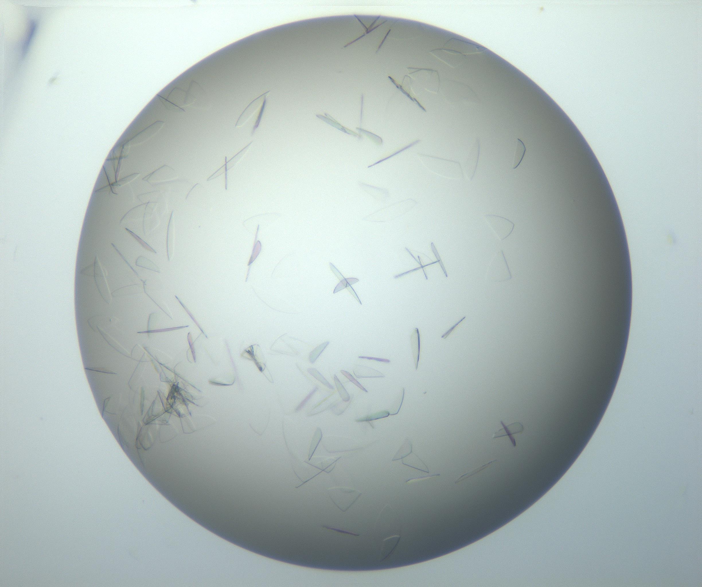 RI01_03_000_0212_Proj1_Clon1_MC_0000MC102886_007_161107_08_03_02_00_99_002_001_RAI.jpg