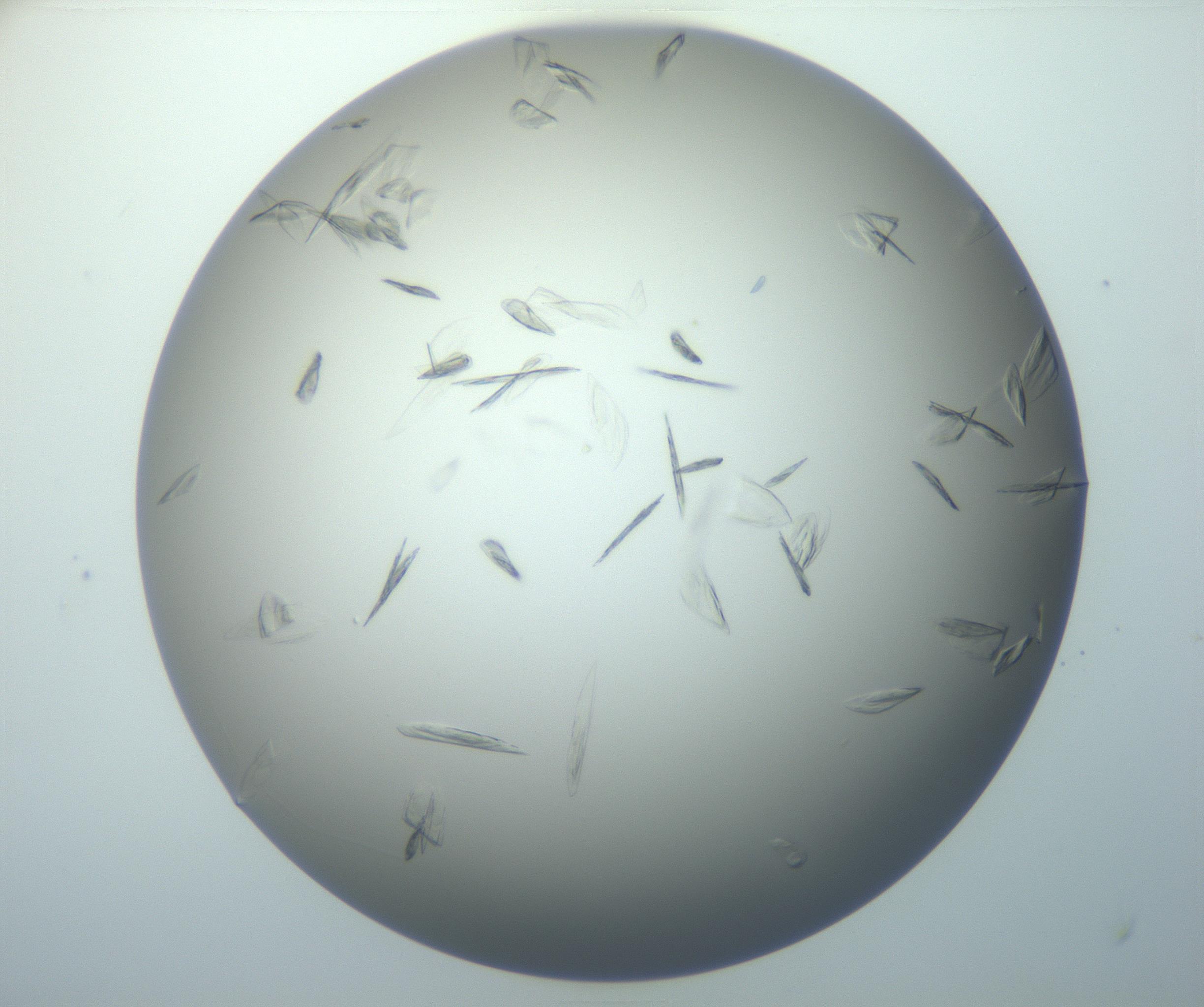 RI01_03_000_0212_Proj1_Clon1_MC_0000MC102886_007_161107_08_04_01_00_99_002_001_RAI.jpg