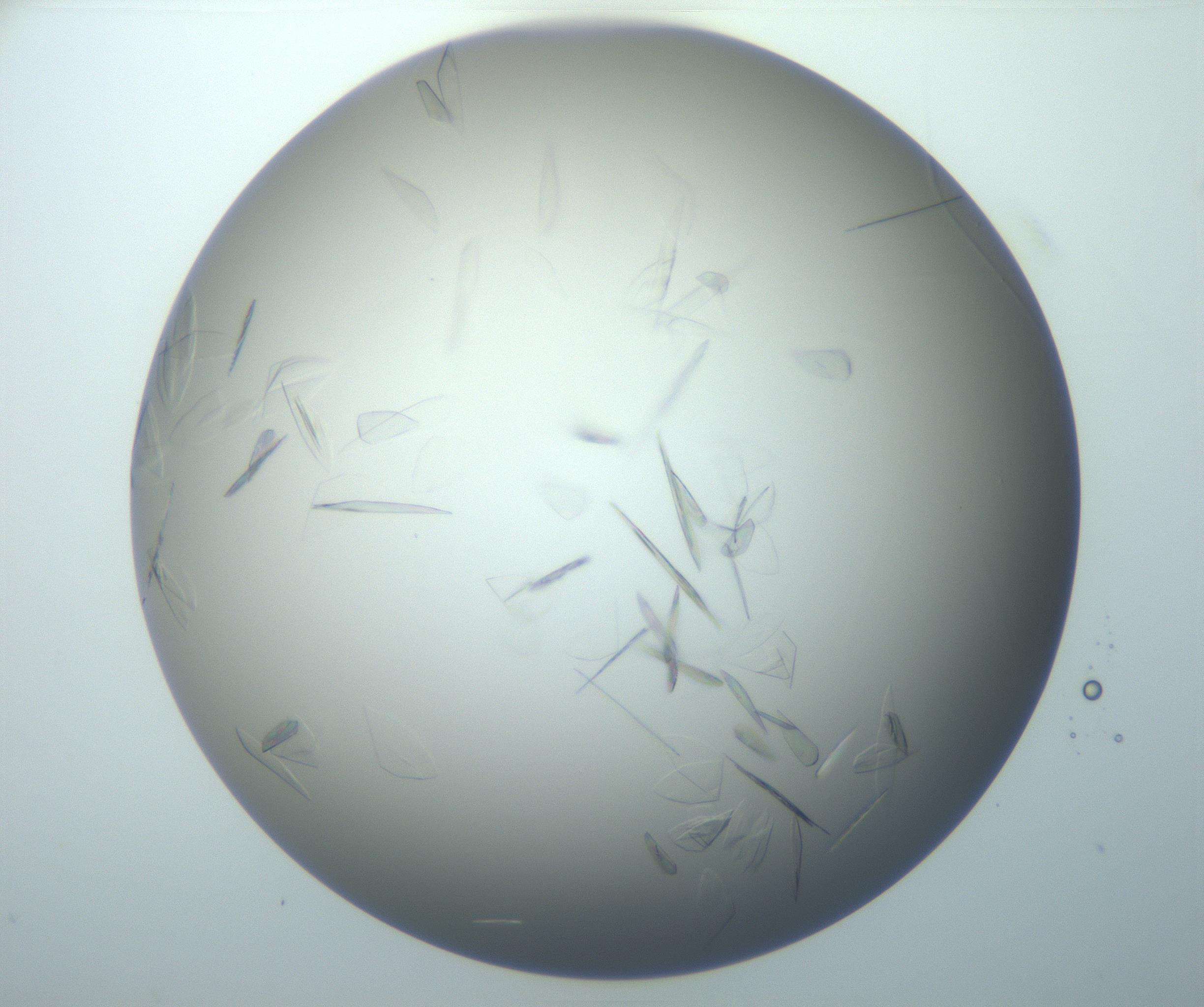 RI01_03_000_0212_Proj1_Clon1_MC_0000MC102886_007_161107_08_06_01_00_99_002_001_RAI.jpg