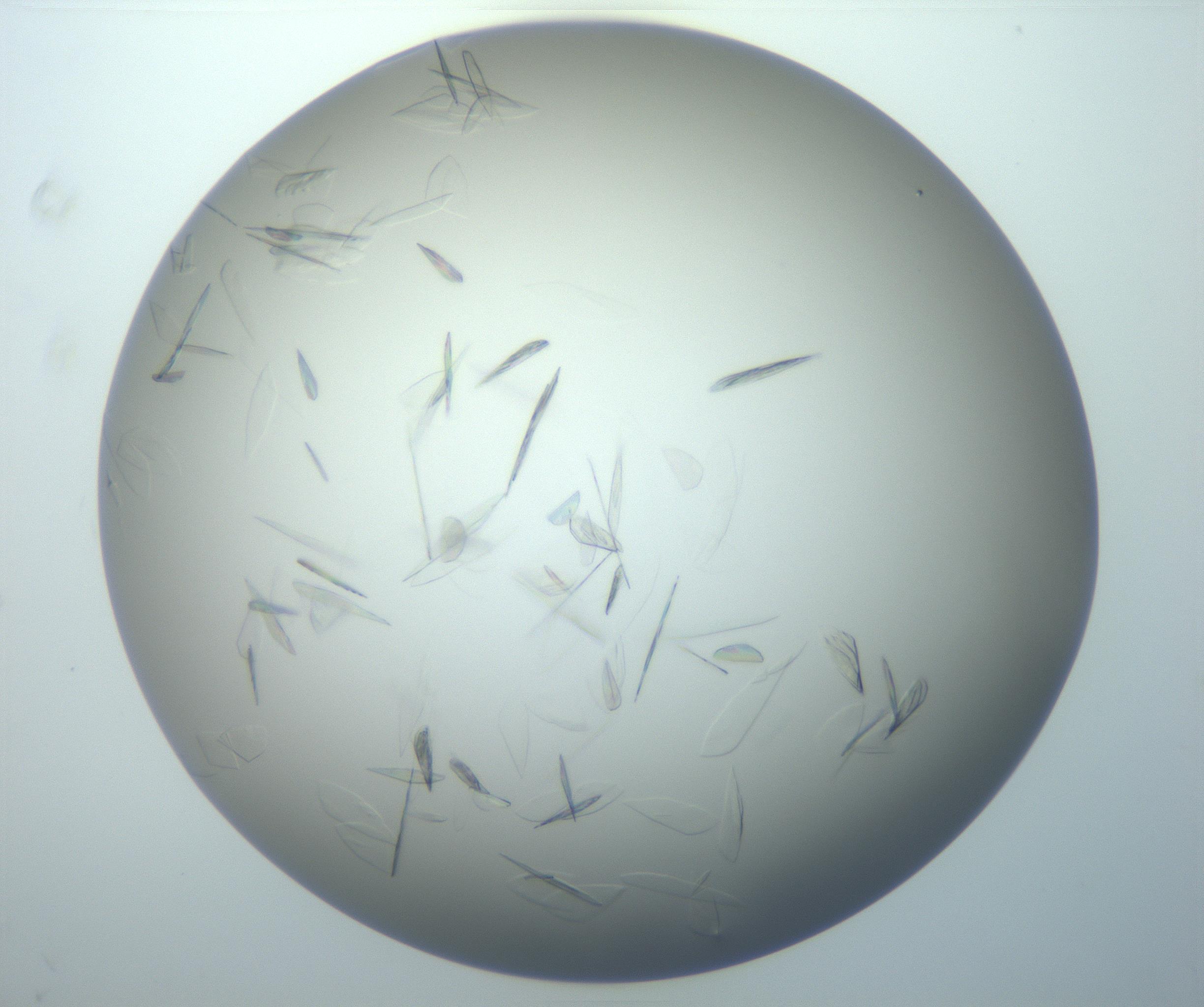 RI01_03_000_0212_Proj1_Clon1_MC_0000MC102886_007_161107_08_06_02_00_99_002_001_RAI.jpg