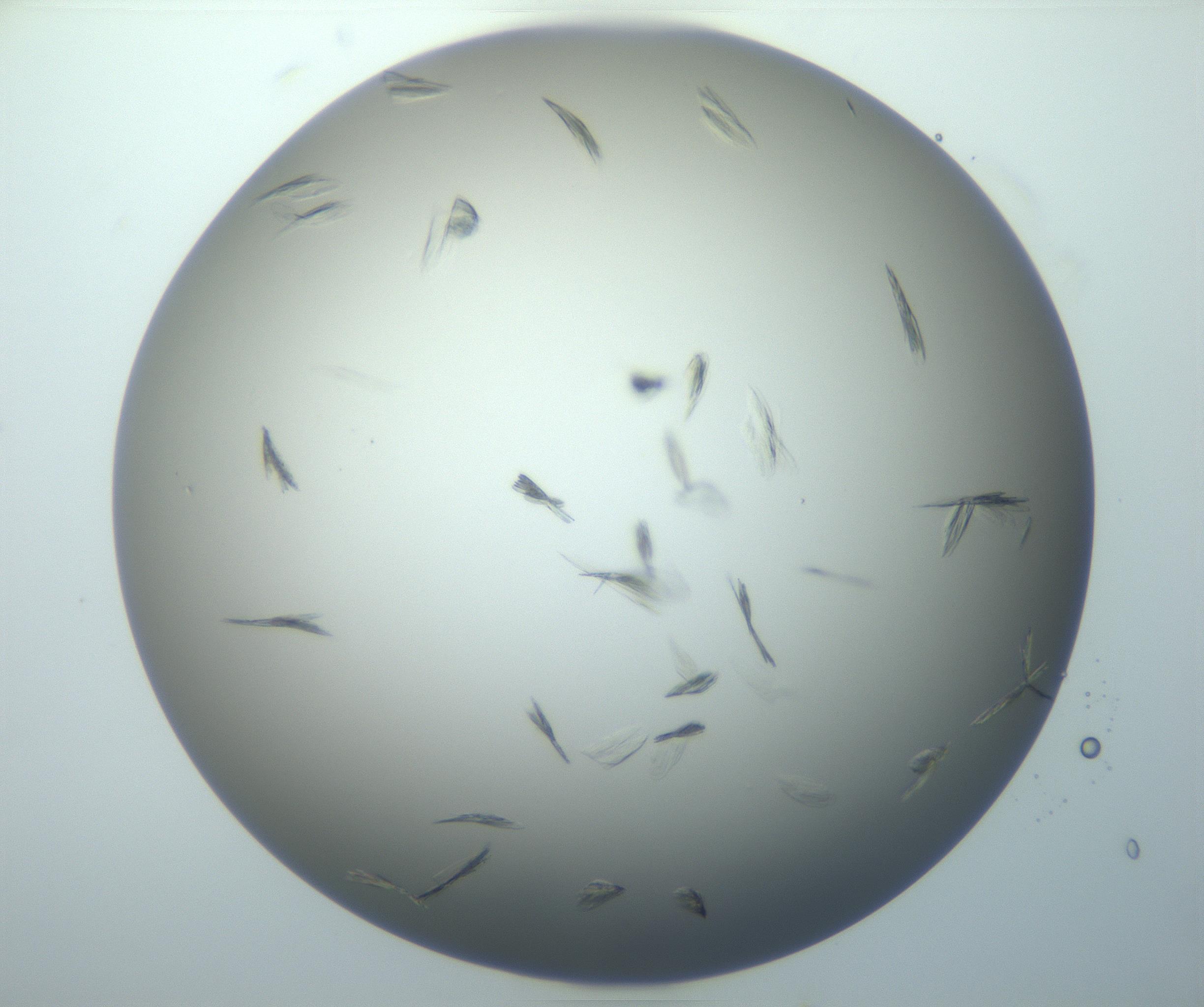 RI01_03_000_0212_Proj1_Clon1_MC_0000MC102886_007_161107_08_07_01_00_99_002_001_RAI.jpg