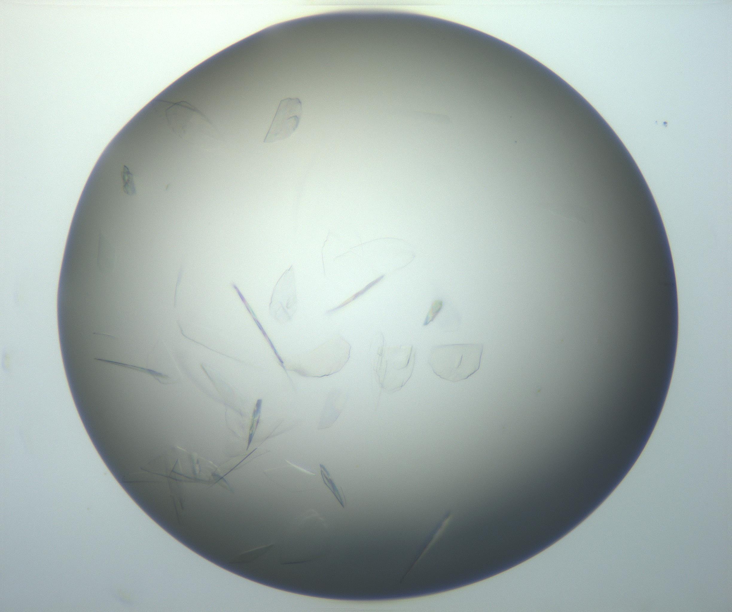 RI01_03_000_0212_Proj1_Clon1_MC_0000MC102886_007_161107_08_08_02_00_99_002_001_RAI.jpg