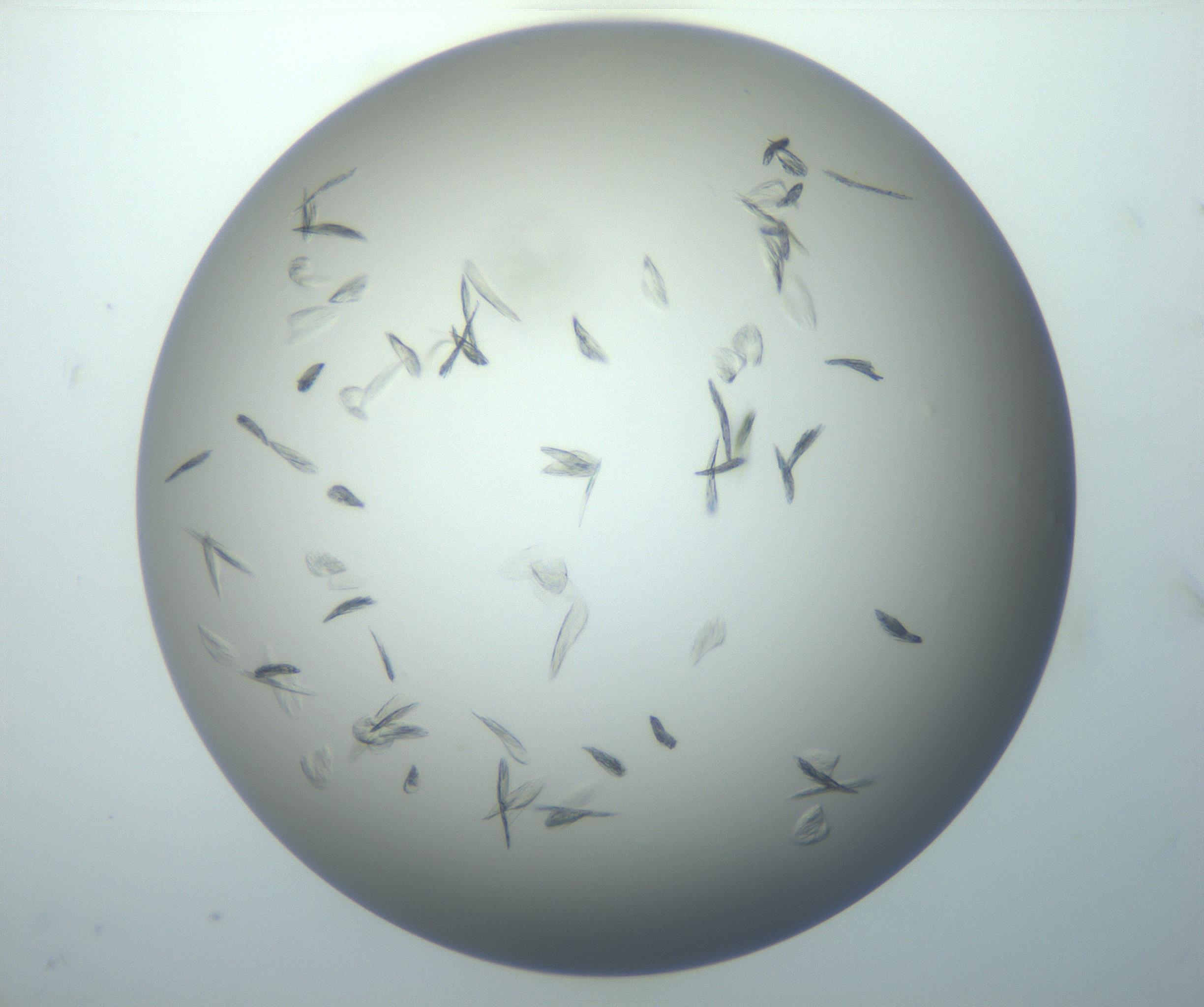 RI01_03_000_0212_Proj1_Clon1_MC_0000MC102886_007_161107_09_01_01_00_99_002_001_RAI.jpg