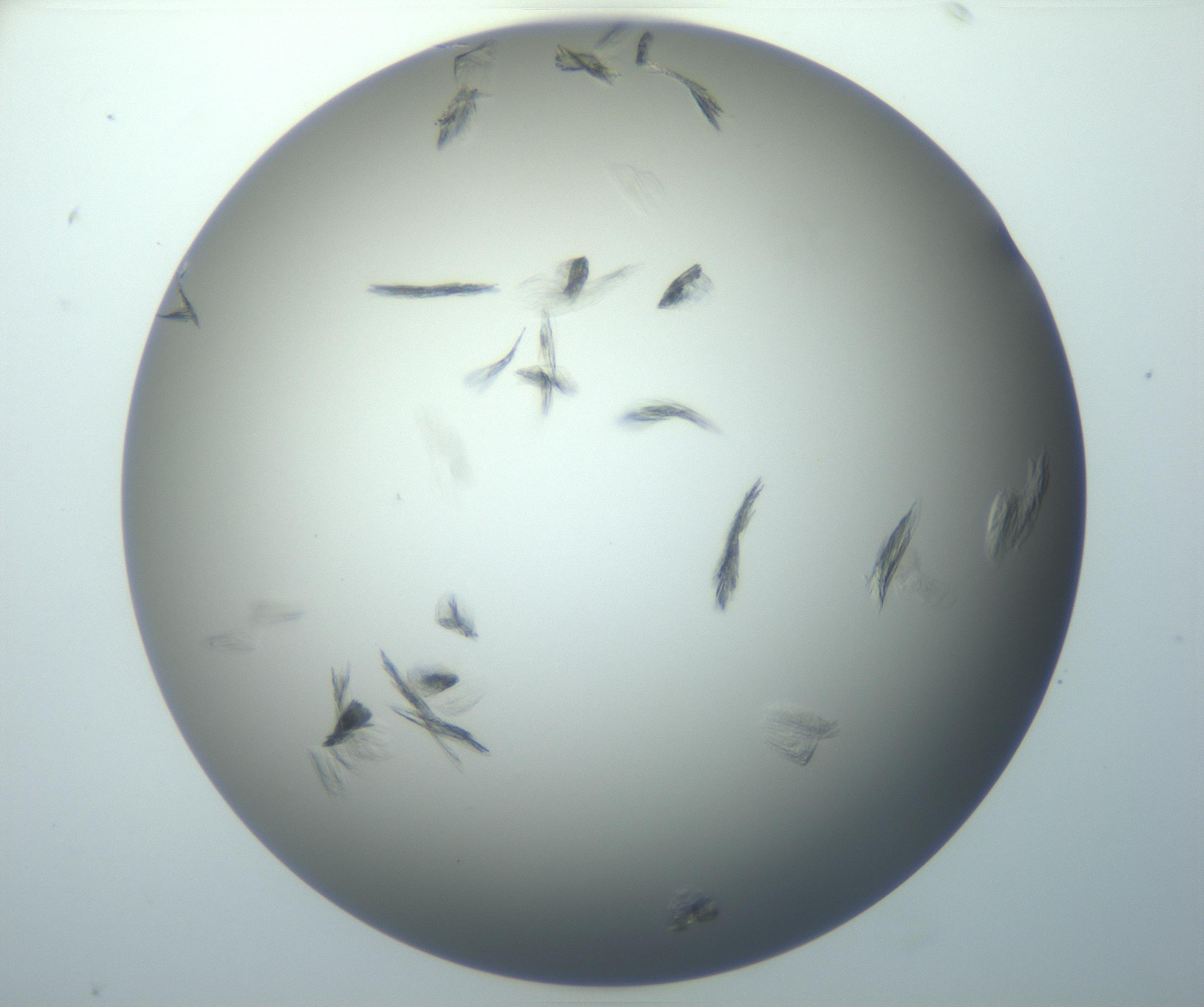 RI01_03_000_0212_Proj1_Clon1_MC_0000MC102886_007_161107_09_03_01_00_99_002_001_RAI.jpg