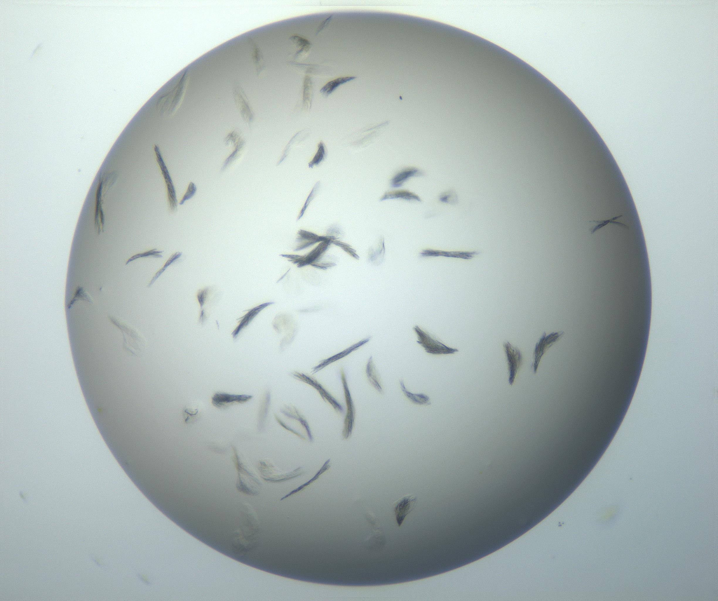 RI01_03_000_0212_Proj1_Clon1_MC_0000MC102886_007_161107_09_03_02_00_99_002_001_RAI.jpg