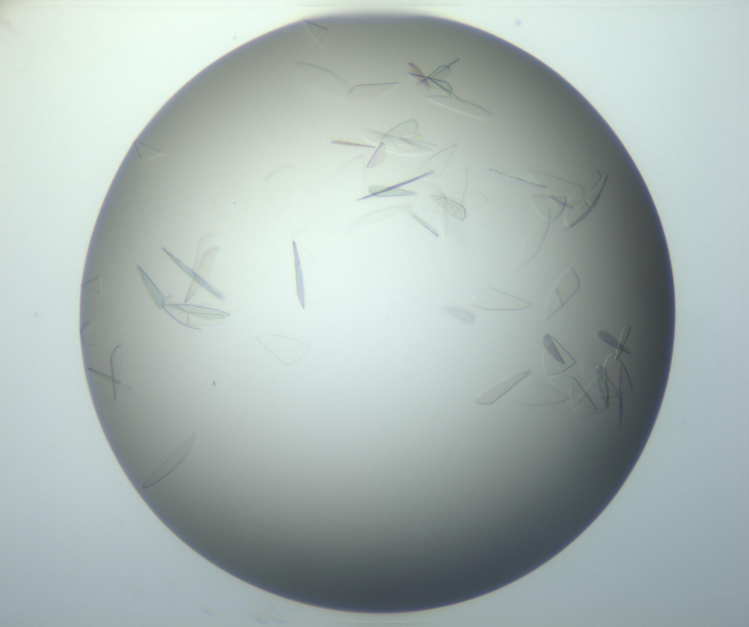 RI01_03_000_0212_Proj1_Clon1_MC_0000MC102886_007_161107_09_04_01_00_99_002_001_RAI.jpg
