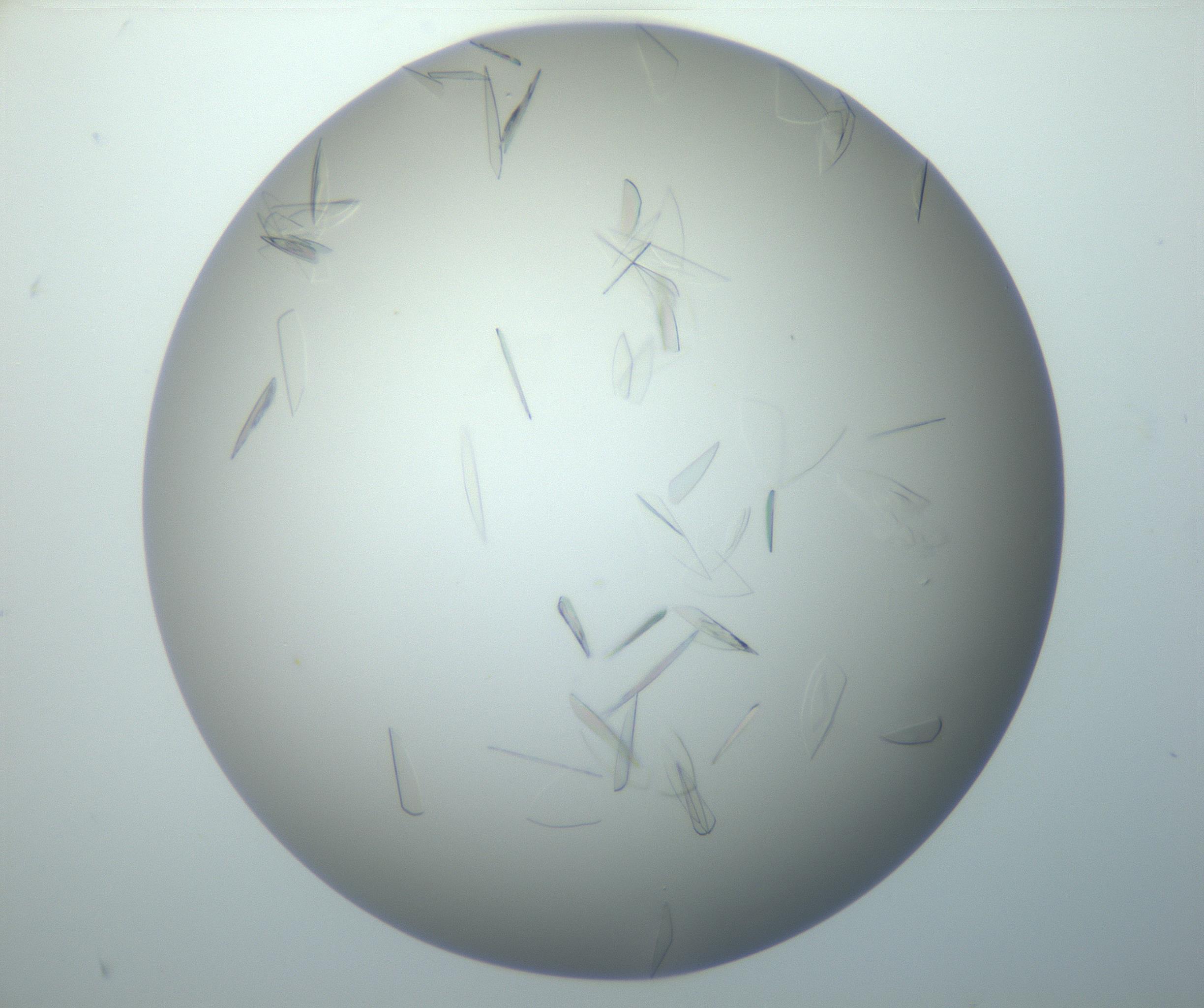 RI01_03_000_0212_Proj1_Clon1_MC_0000MC102886_007_161107_09_04_02_00_99_002_001_RAI.jpg