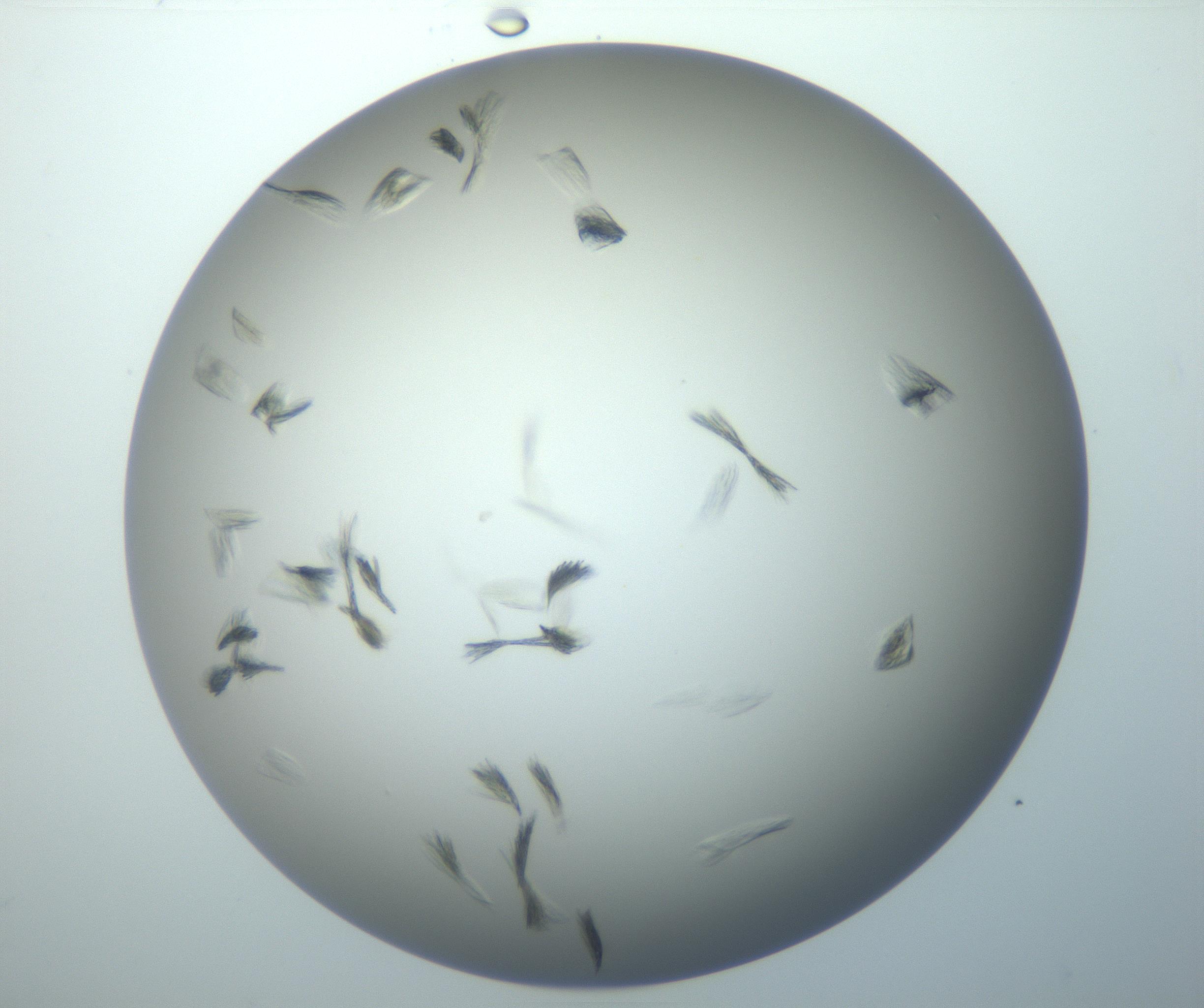 RI01_03_000_0212_Proj1_Clon1_MC_0000MC102886_007_161107_09_05_02_00_99_002_001_RAI.jpg