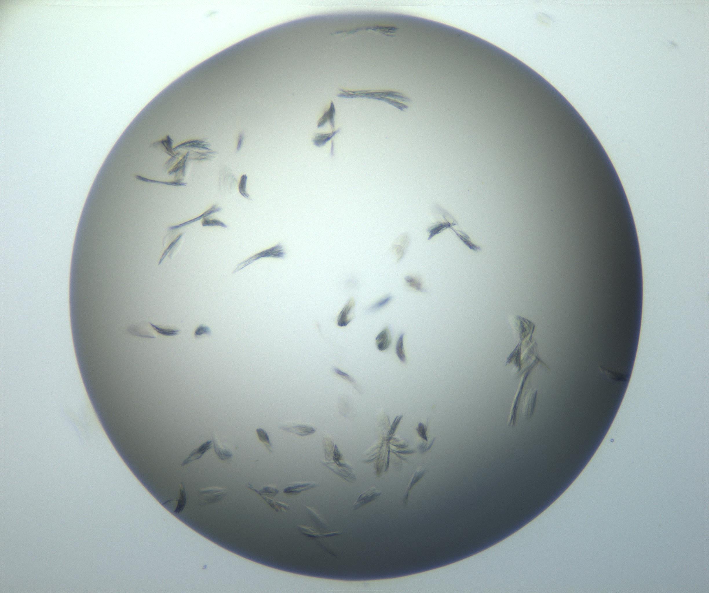 RI01_03_000_0212_Proj1_Clon1_MC_0000MC102886_007_161107_09_07_01_00_99_002_001_RAI.jpg