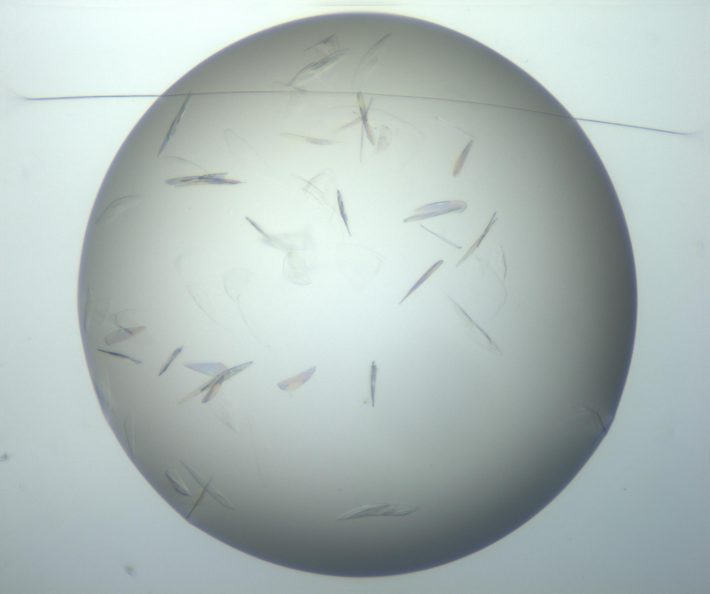 RI01_03_000_0212_Proj1_Clon1_MC_0000MC102886_007_161107_10_01_01_00_99_002_001_RAI.jpg