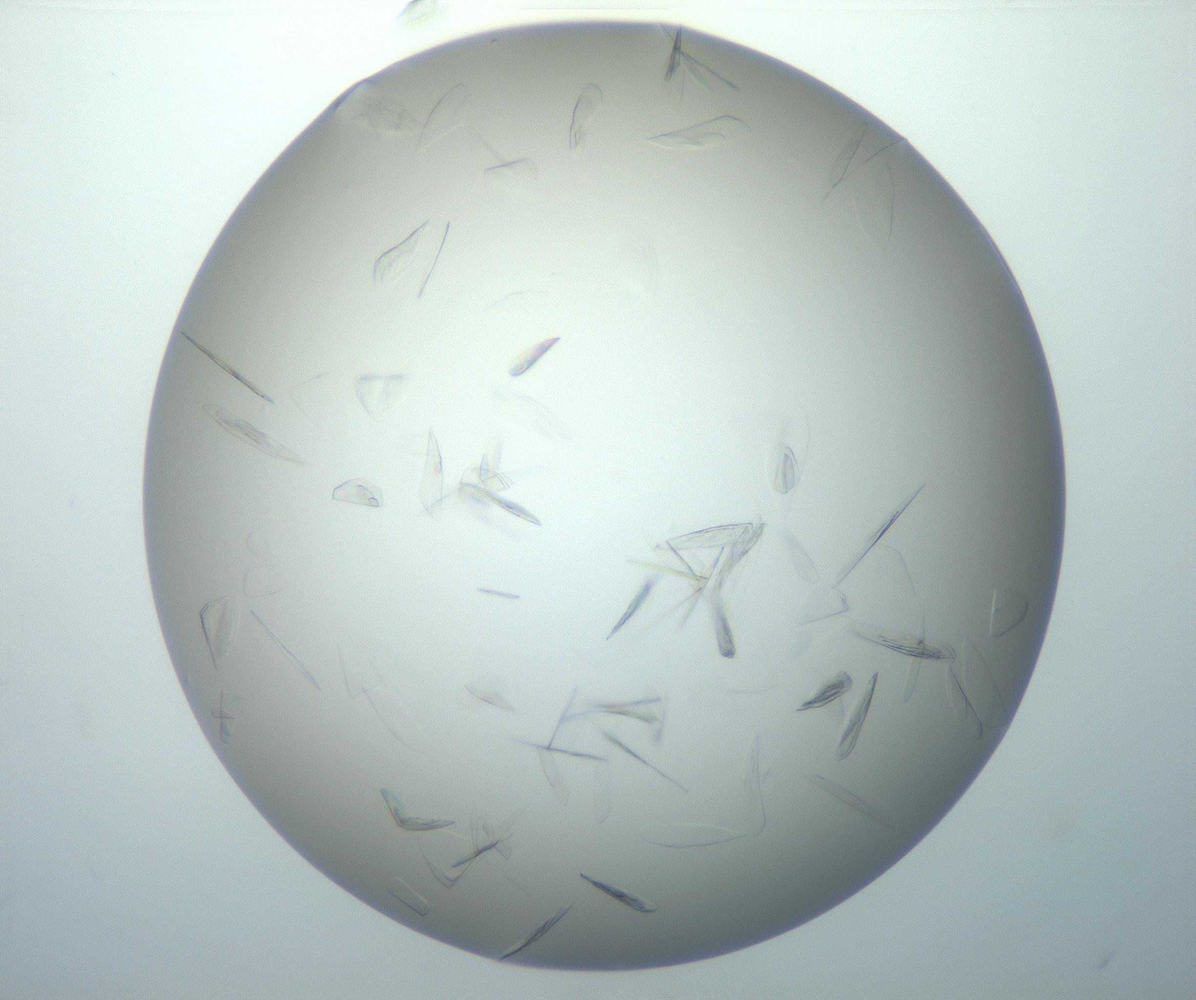 RI01_03_000_0212_Proj1_Clon1_MC_0000MC102886_007_161107_10_01_02_00_99_002_001_RAI.jpg