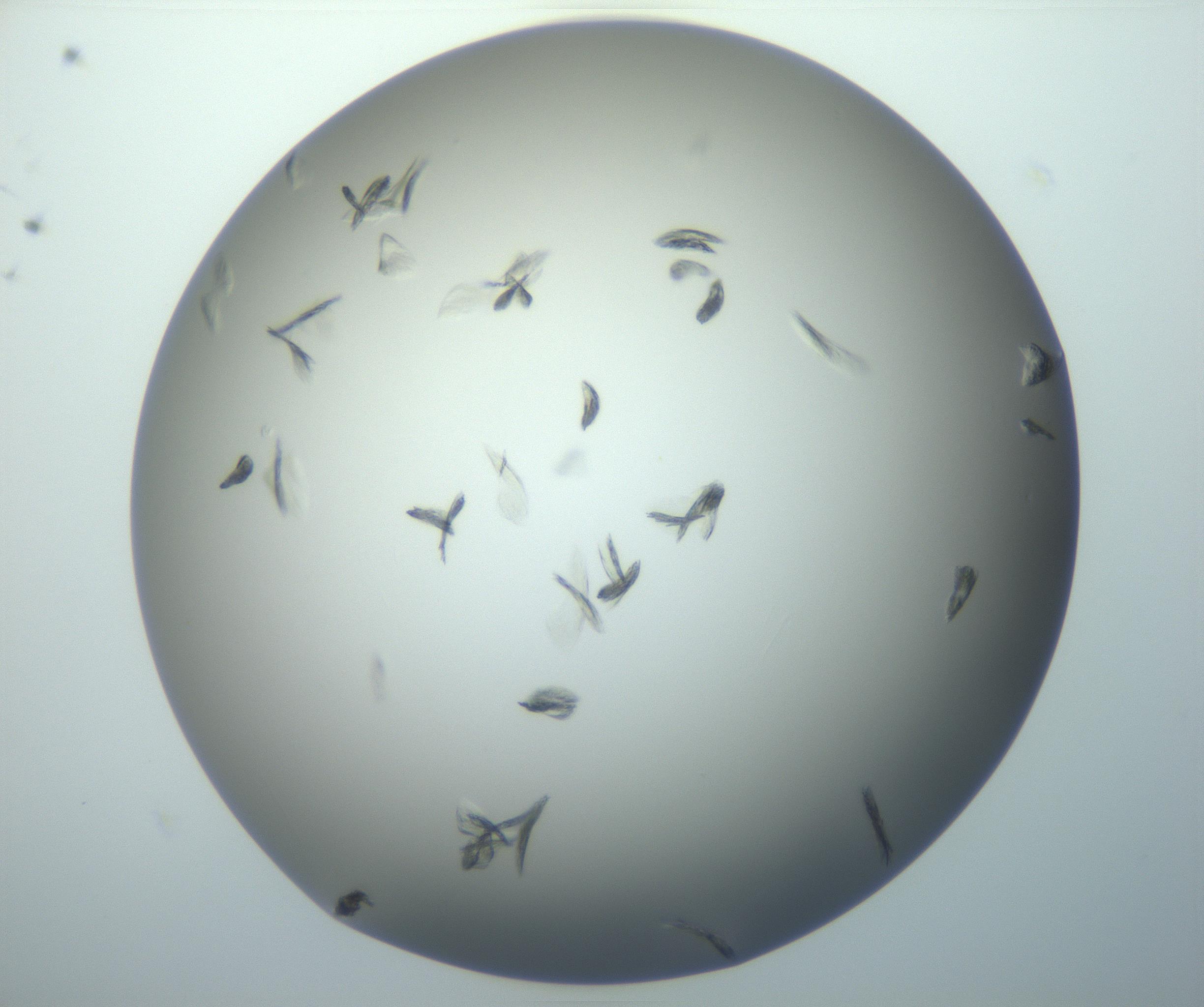 RI01_03_000_0212_Proj1_Clon1_MC_0000MC102886_007_161107_10_02_01_00_99_002_001_RAI.jpg