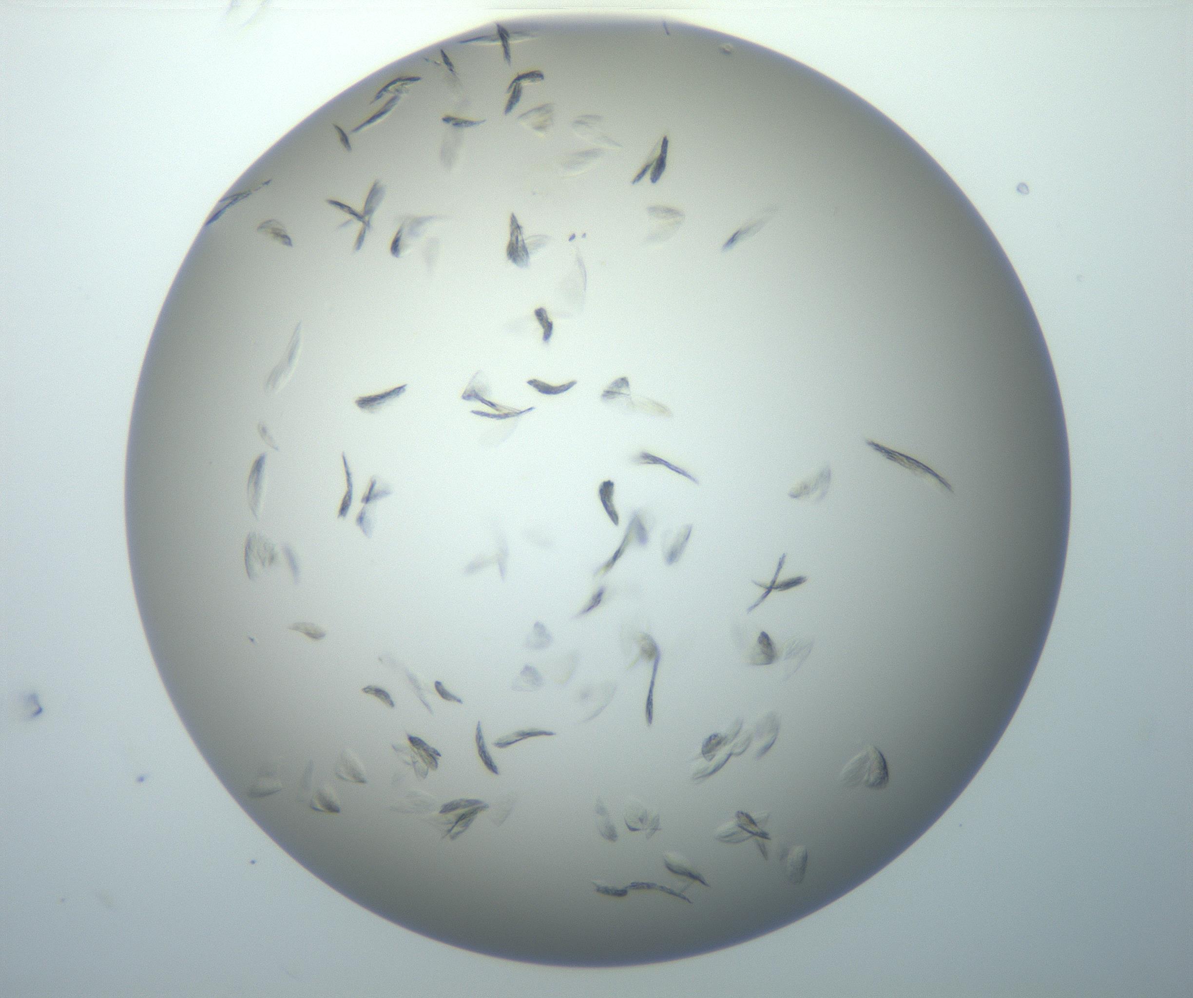 RI01_03_000_0212_Proj1_Clon1_MC_0000MC102886_007_161107_10_02_02_00_99_002_001_RAI.jpg