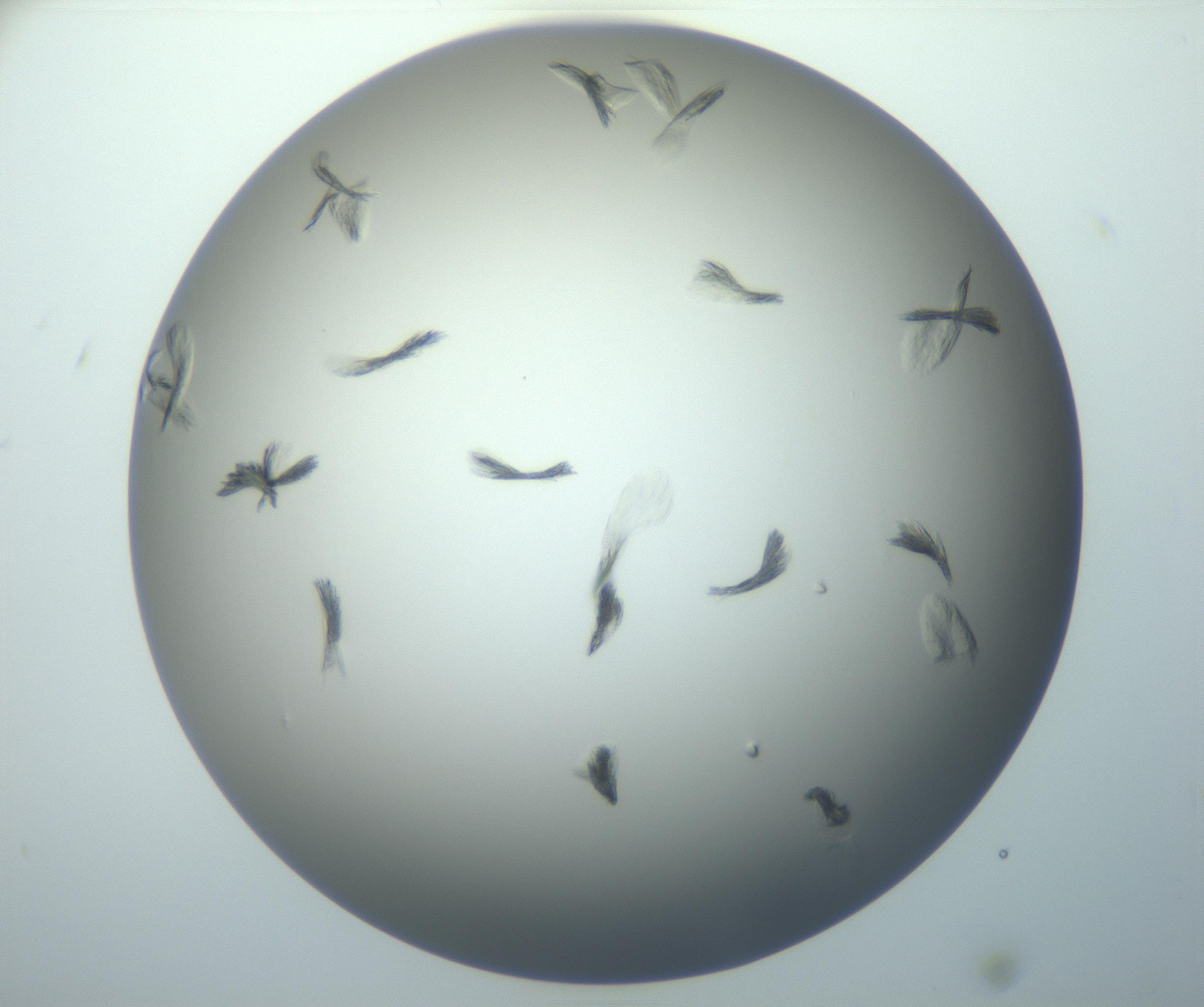 RI01_03_000_0212_Proj1_Clon1_MC_0000MC102886_007_161107_10_03_01_00_99_002_001_RAI.jpg