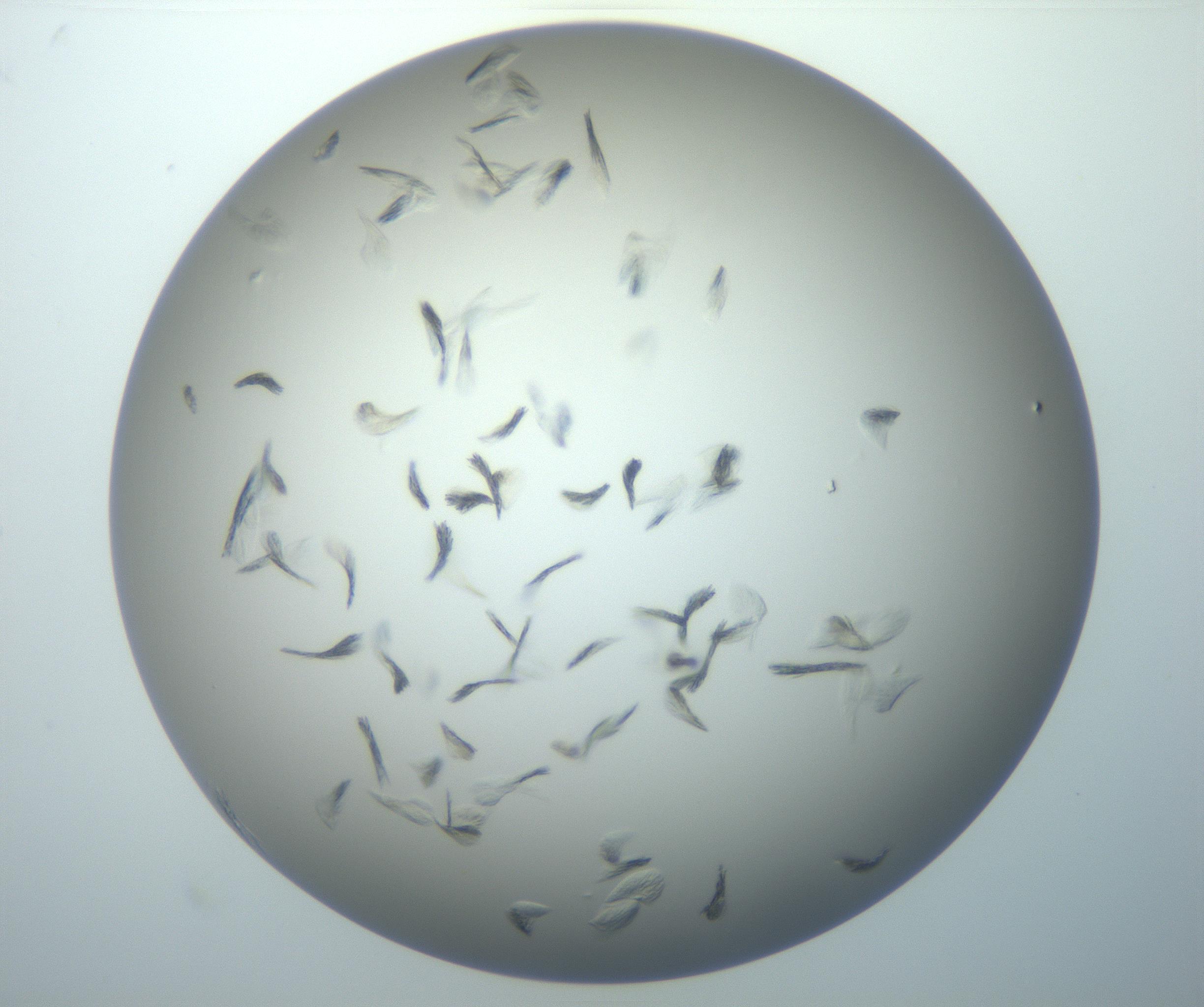 RI01_03_000_0212_Proj1_Clon1_MC_0000MC102886_007_161107_10_03_02_00_99_002_001_RAI.jpg