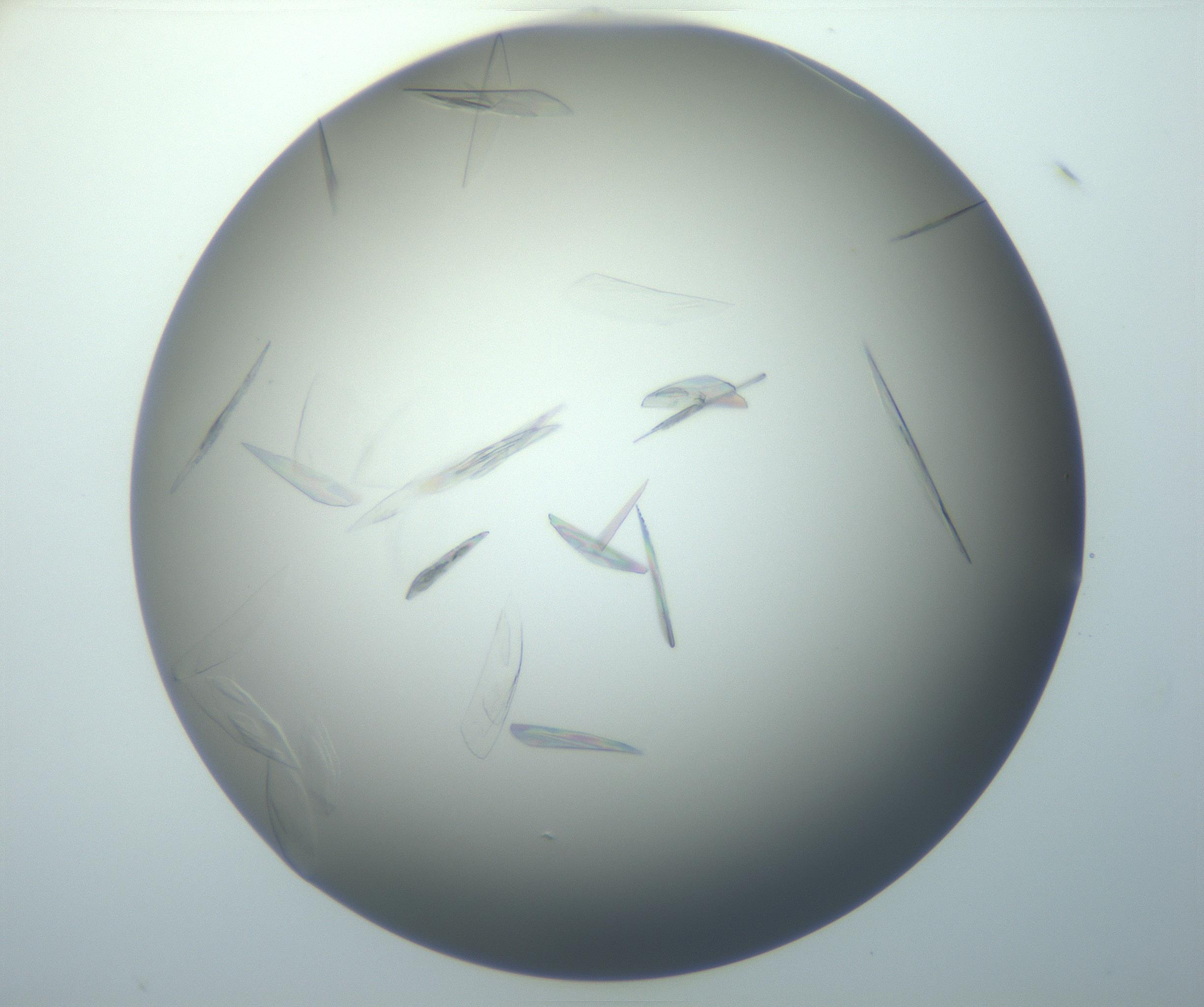 RI01_03_000_0212_Proj1_Clon1_MC_0000MC102886_007_161107_10_05_01_00_99_002_001_RAI.jpg