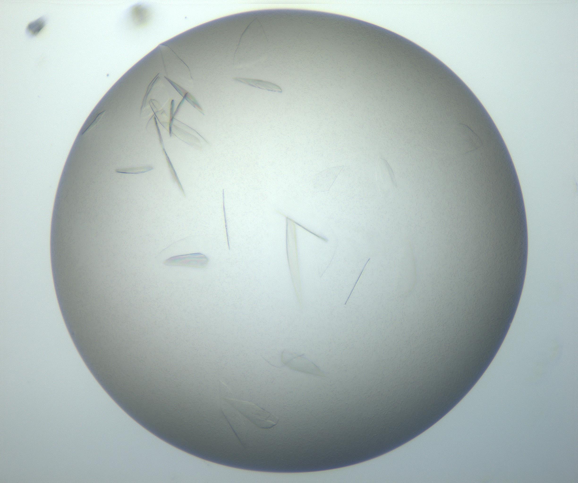 RI01_03_000_0212_Proj1_Clon1_MC_0000MC102886_007_161107_10_05_02_00_99_002_001_RAI.jpg
