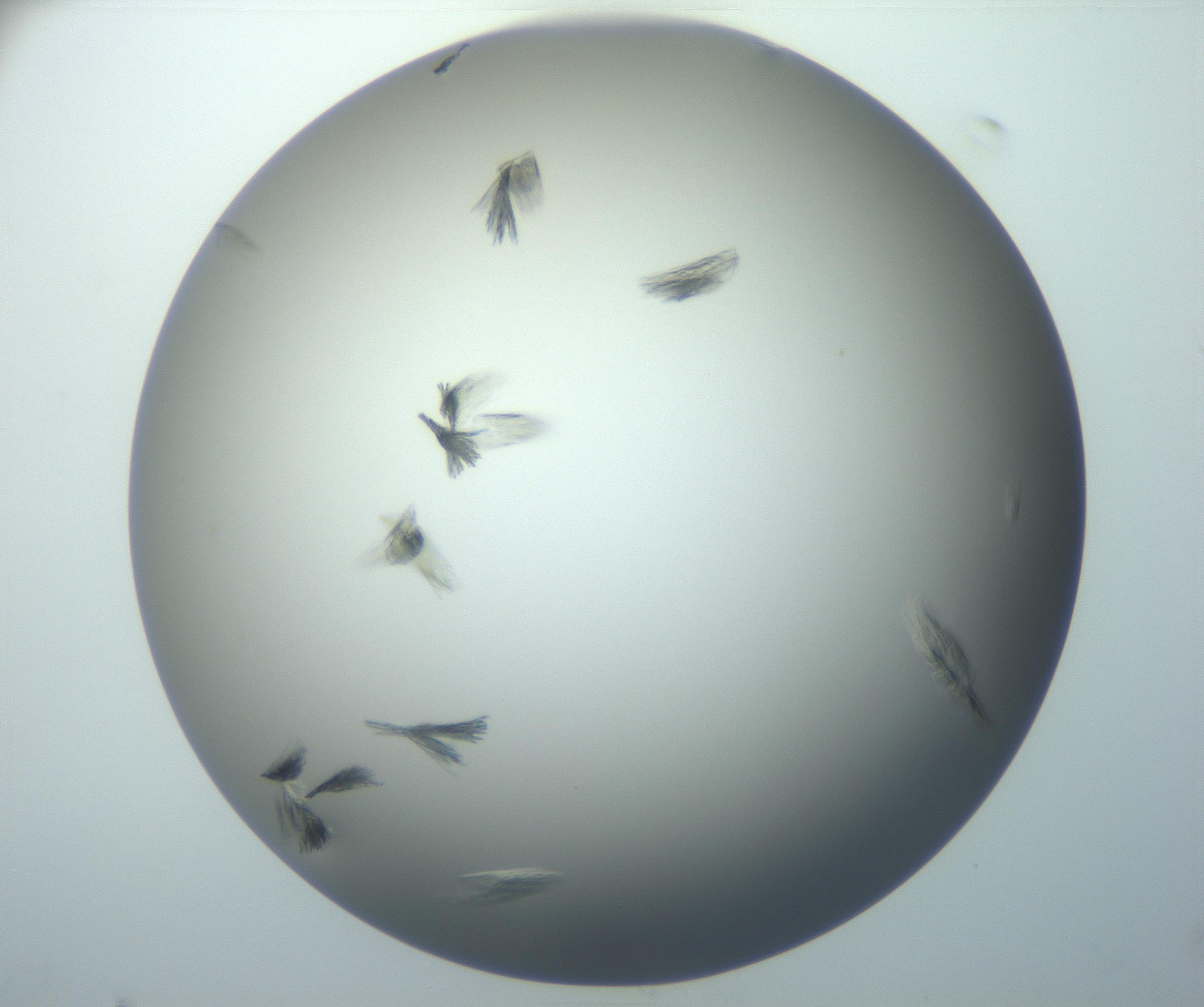 RI01_03_000_0212_Proj1_Clon1_MC_0000MC102886_007_161107_10_06_01_00_99_002_001_RAI.jpg