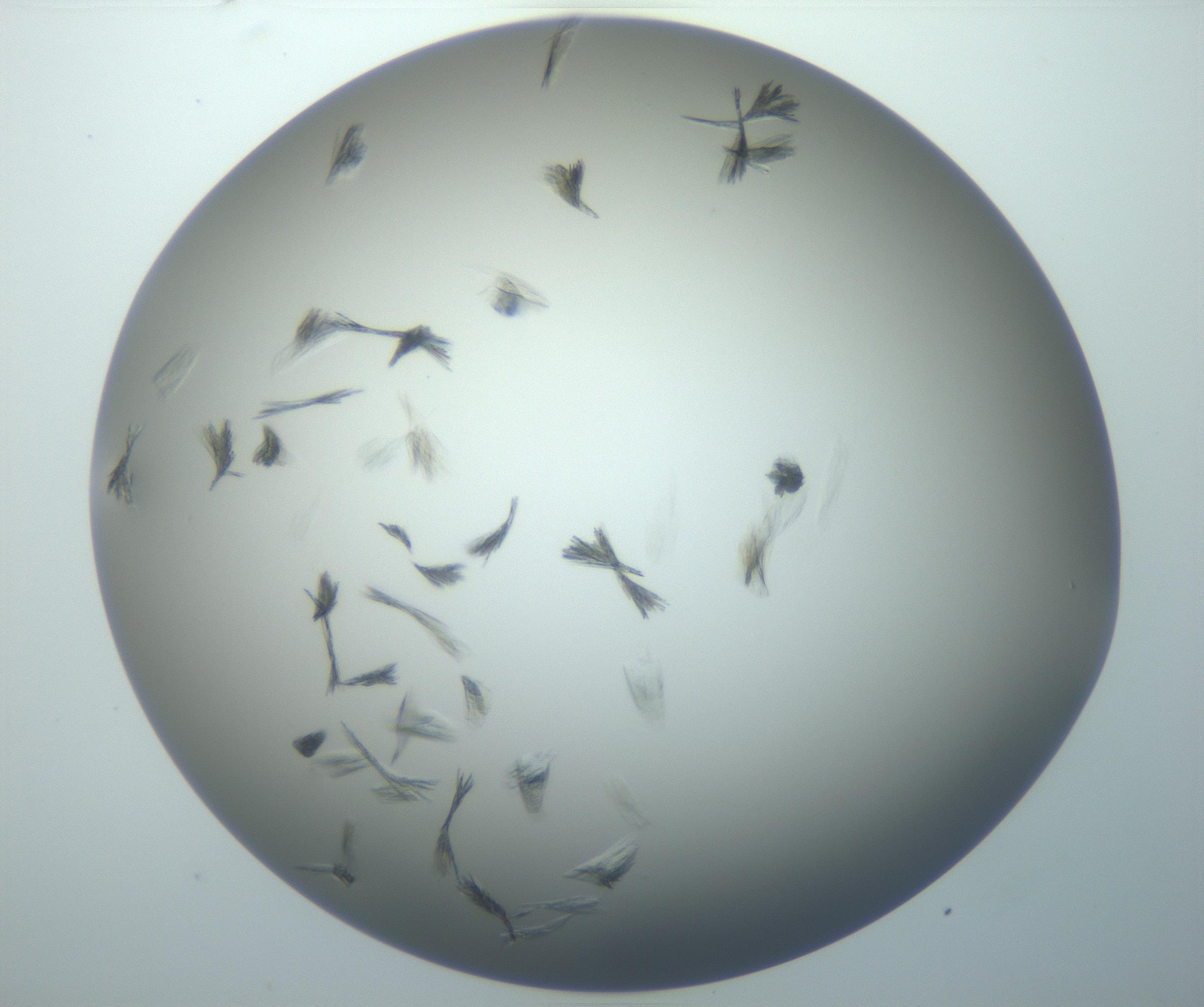 RI01_03_000_0212_Proj1_Clon1_MC_0000MC102886_007_161107_10_06_02_00_99_002_001_RAI.jpg