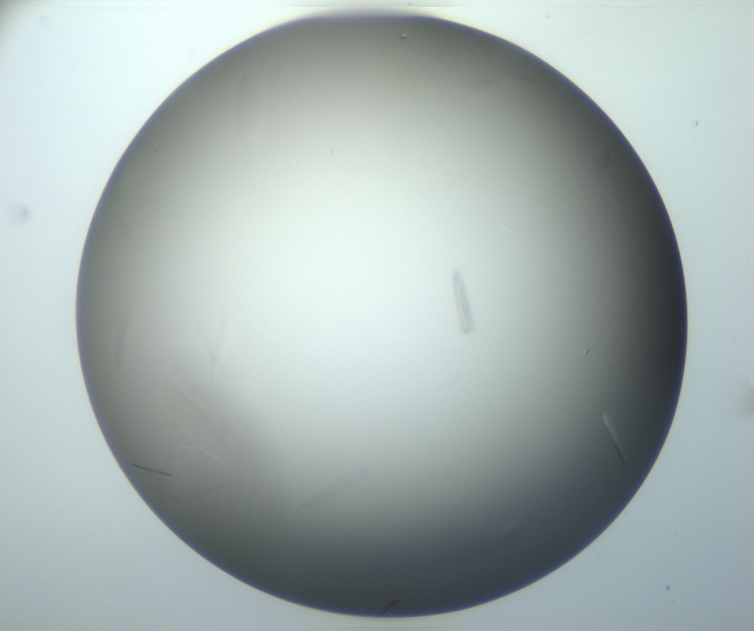 RI01_03_000_0212_Proj1_Clon1_MC_0000MC102886_007_161107_10_07_01_00_99_002_001_RAI.jpg