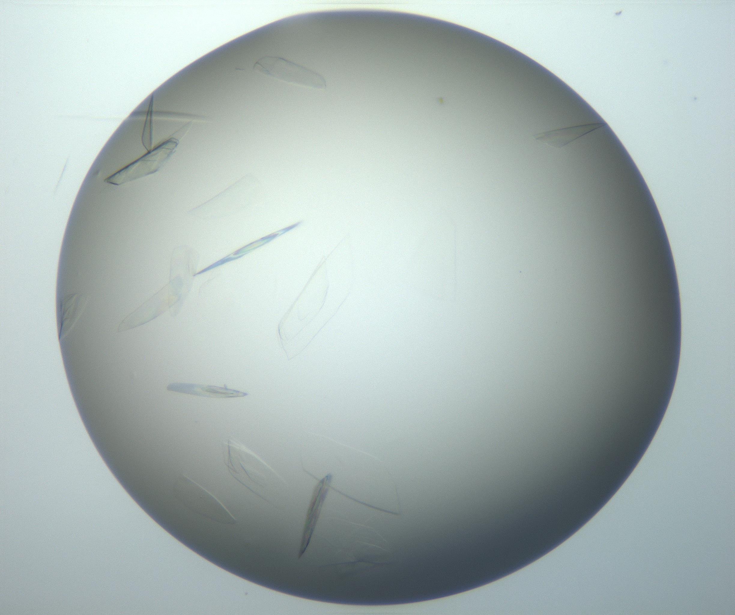 RI01_03_000_0212_Proj1_Clon1_MC_0000MC102886_007_161107_10_07_02_00_99_002_001_RAI.jpg